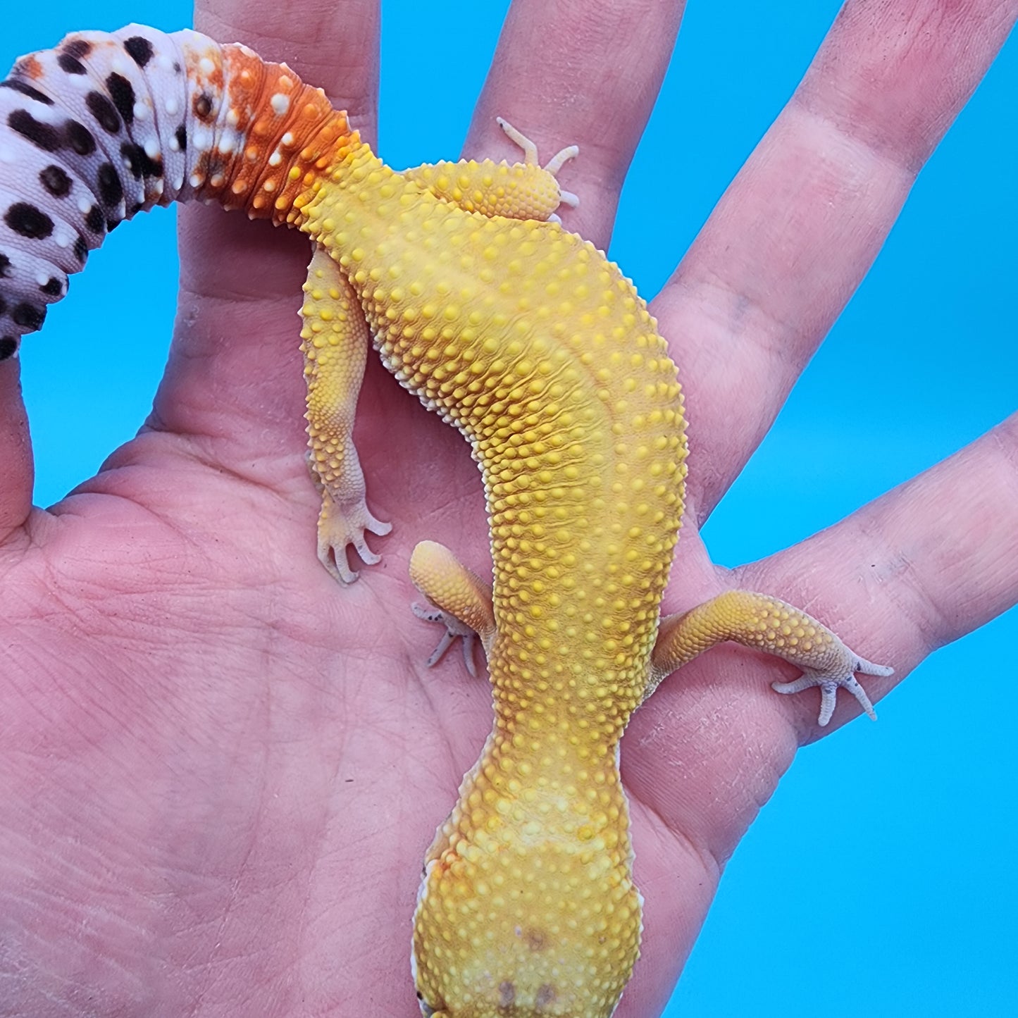 Female Giant Super Hypo Blood