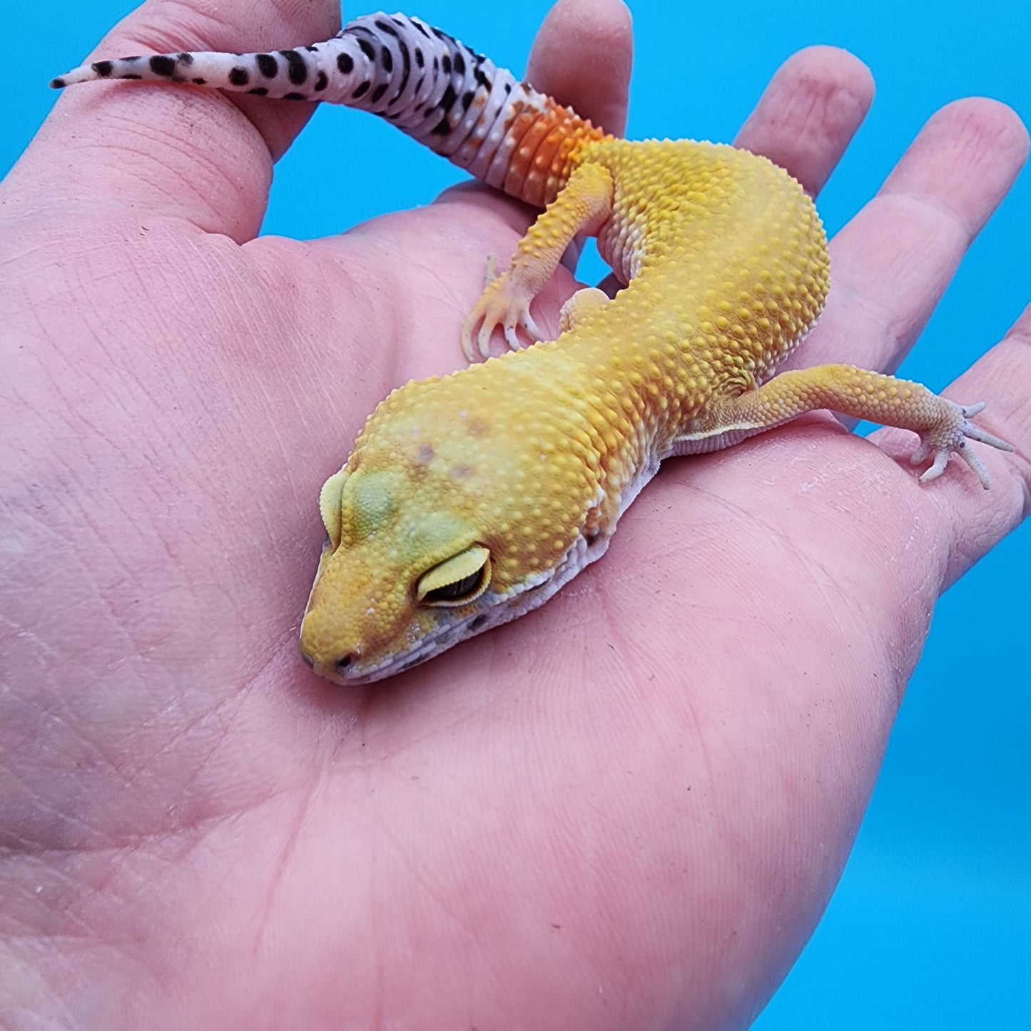 Female Giant Super Hypo Blood