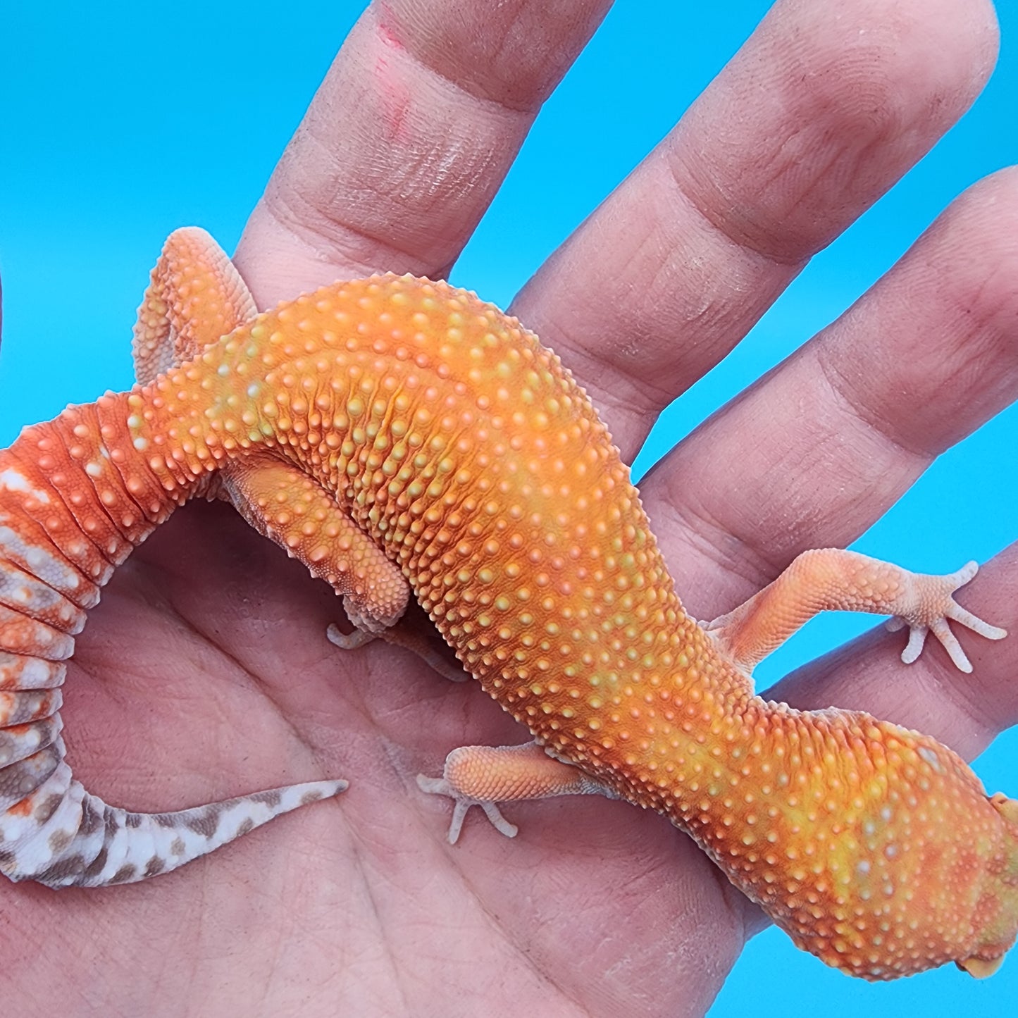 Female Mandarin Inferno White Lip Tremper Albino