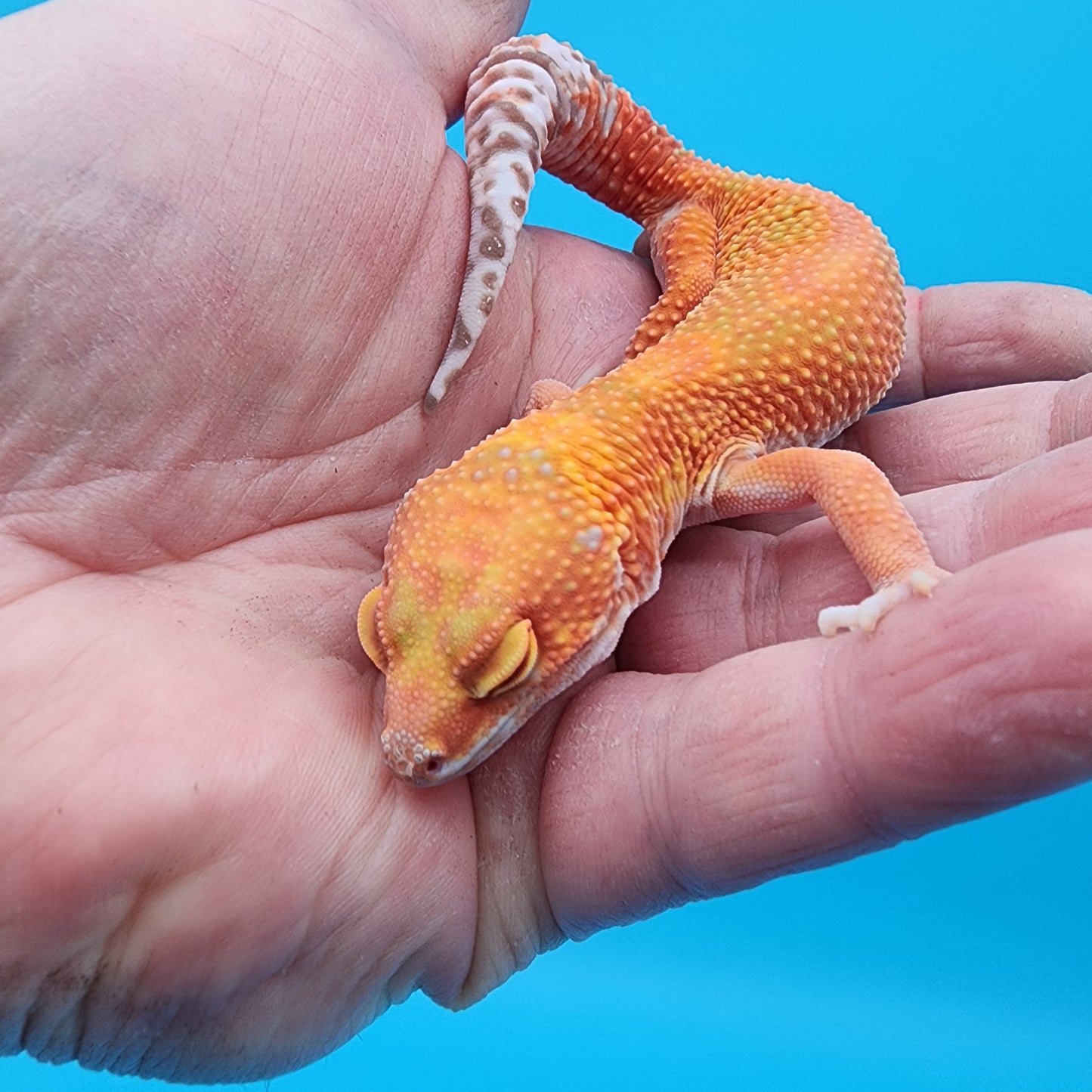 Female Mandarin Inferno White Lip Tremper Albino