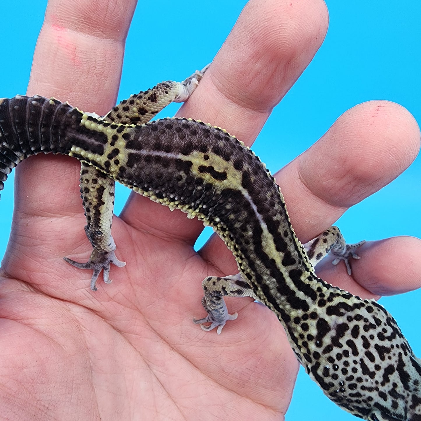 Male 75% Black Night 25% Afghanicus (C-Tier)