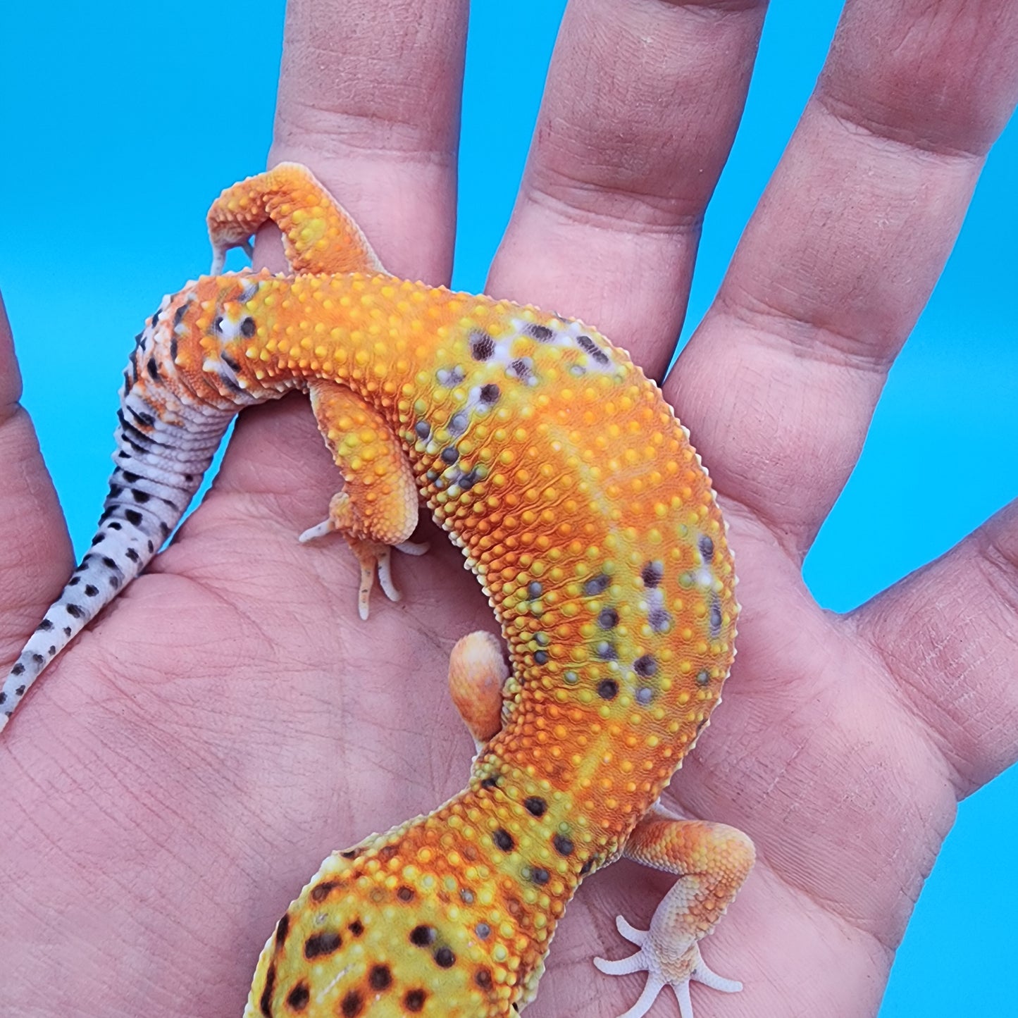 Female Mandarin Inferno Clown 100% Het Tremper Albino