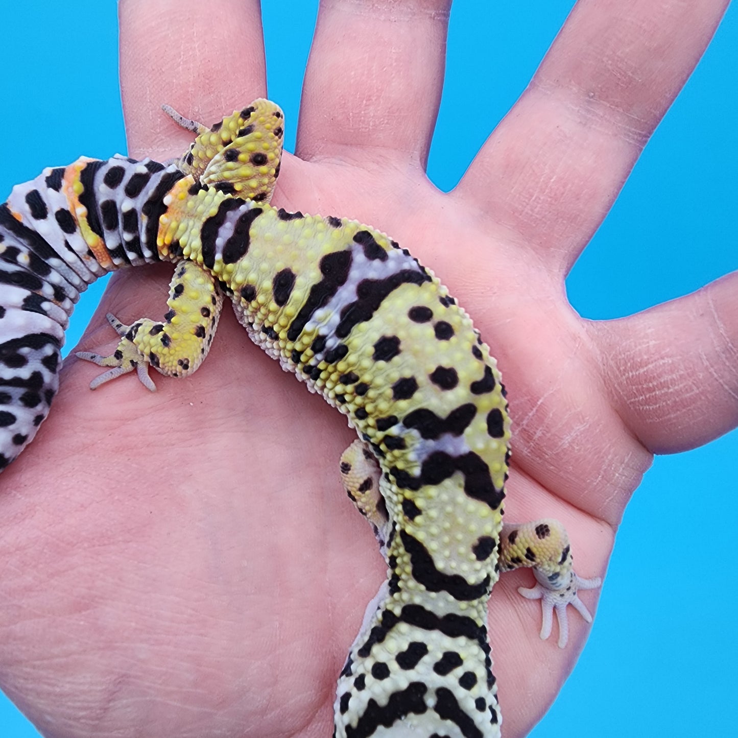 Female Bumblebee Bandit