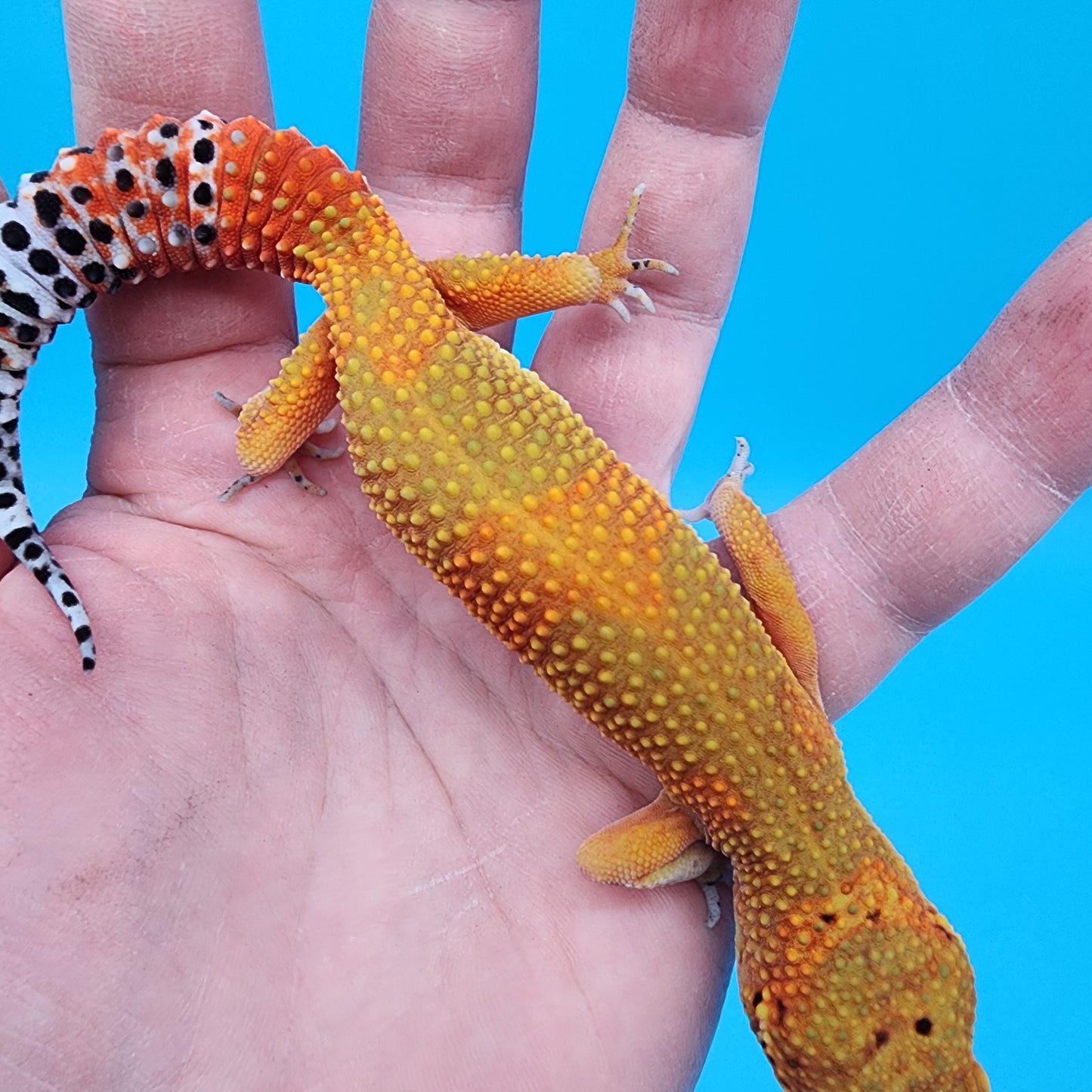 Female Giant Mandarin Inferno Blood Emerine
