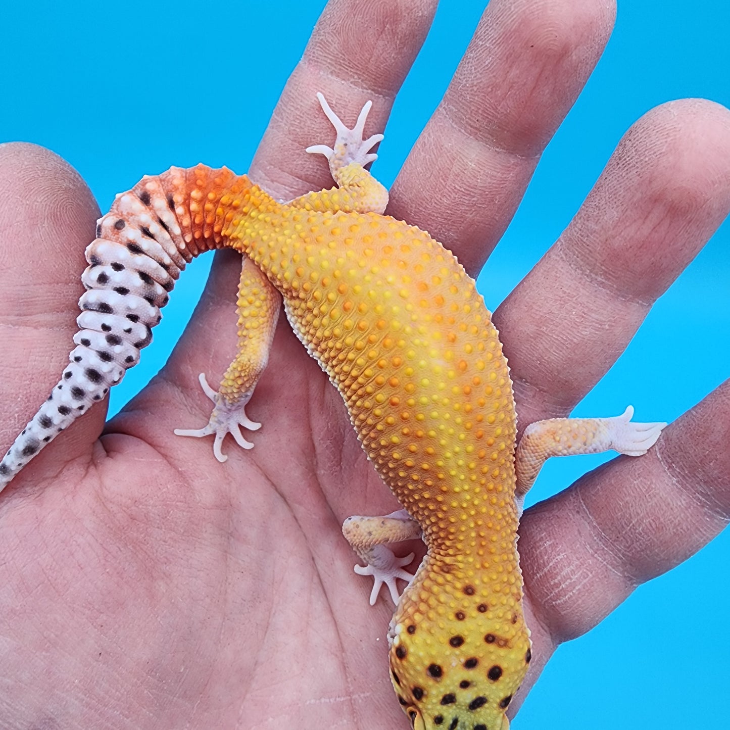 Female Clown Inferno Eclipse (partial eye shading variant; ovulating)