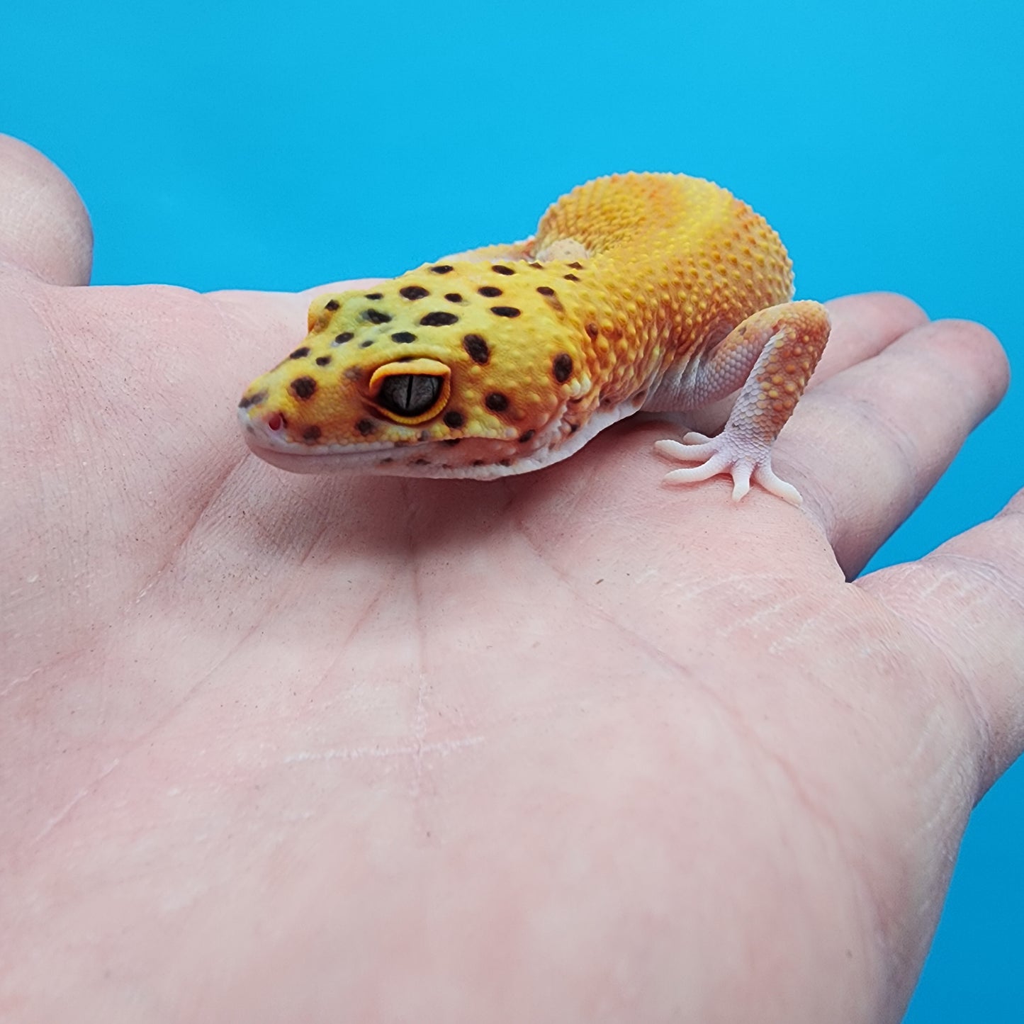 Female Clown Inferno Eclipse (partial eye shading variant; ovulating)