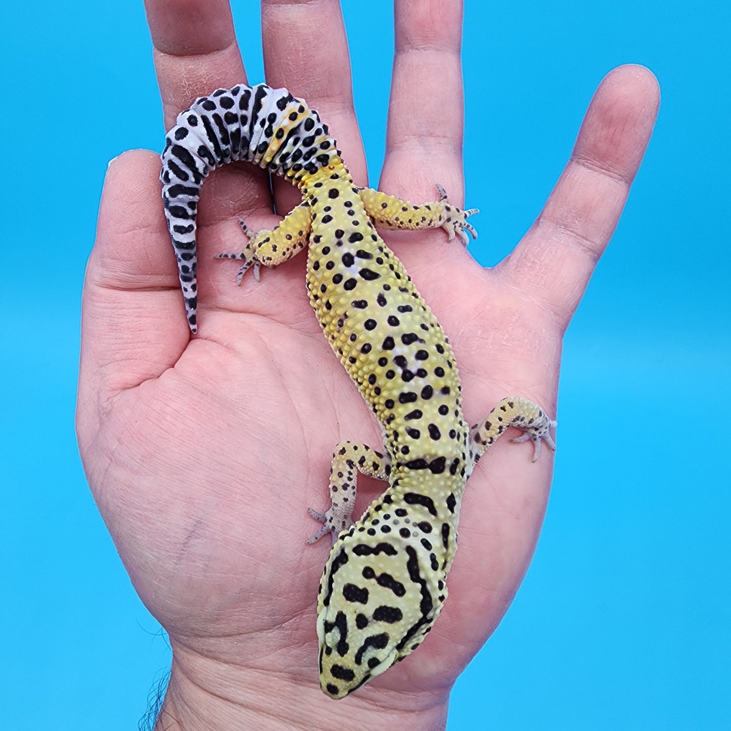 Female Cheetah