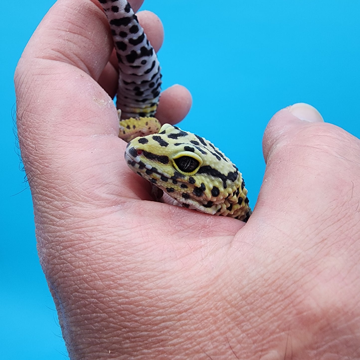 Female Cheetah