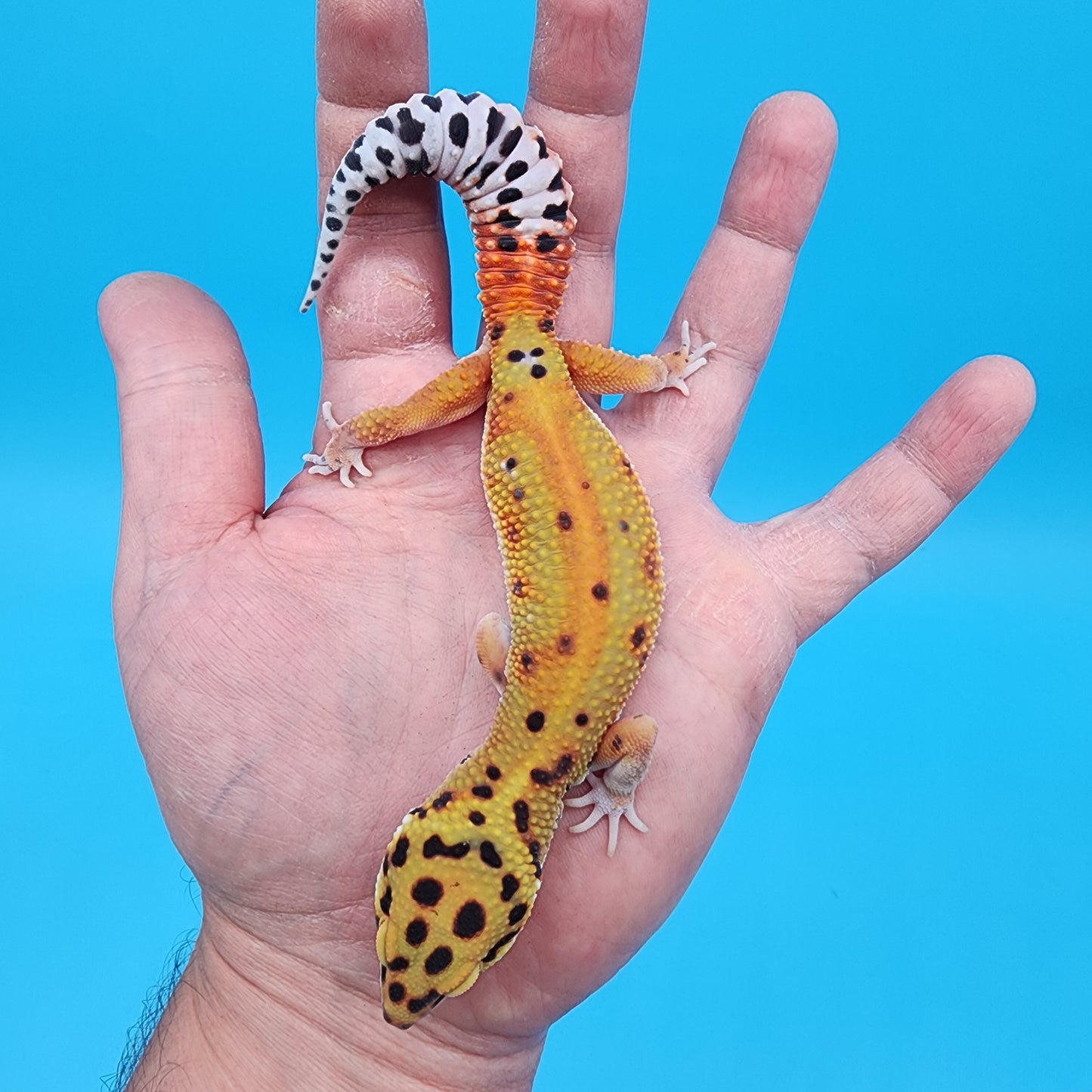 Female Clown Inferno Red Stripe