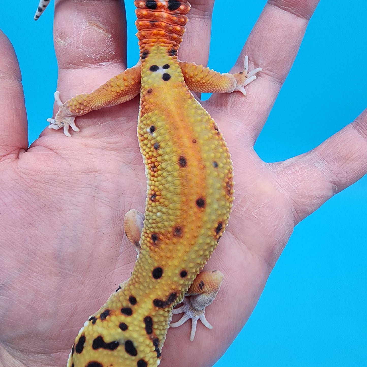 Female Clown Inferno Red Stripe