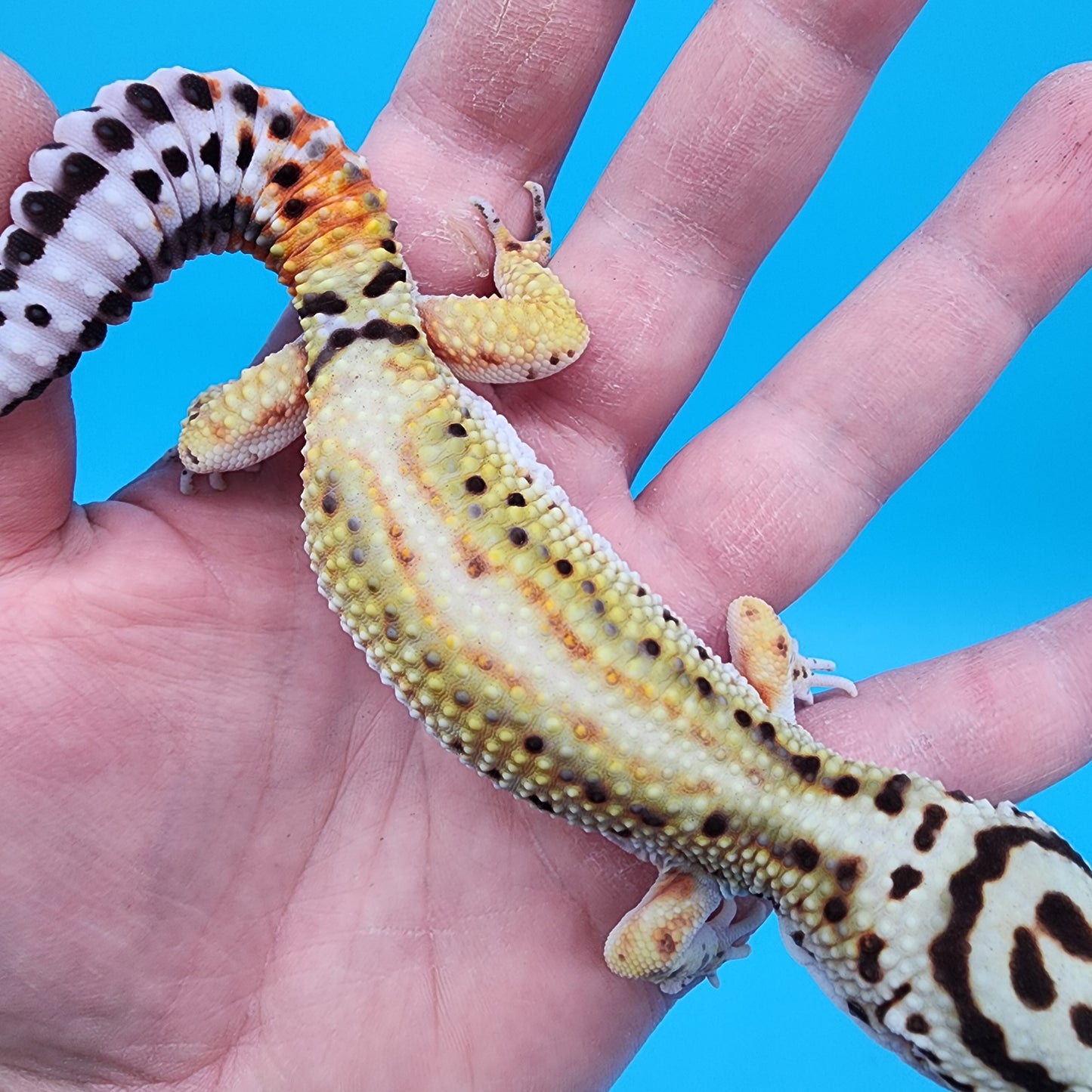 Male Hyper Xanthic Bold Stripe Red Stripe Bandit Pos. W&Y (with some tail striping)
