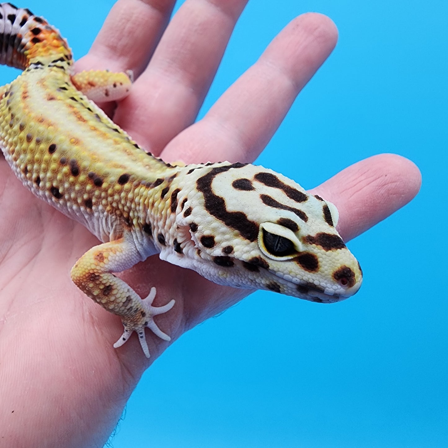 Male Hyper Xanthic Bold Stripe Red Stripe Bandit Pos. W&Y (with some tail striping)