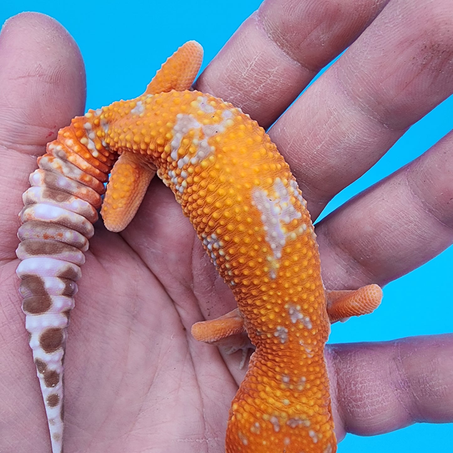Female Mandarin Inferno Tremper Albino