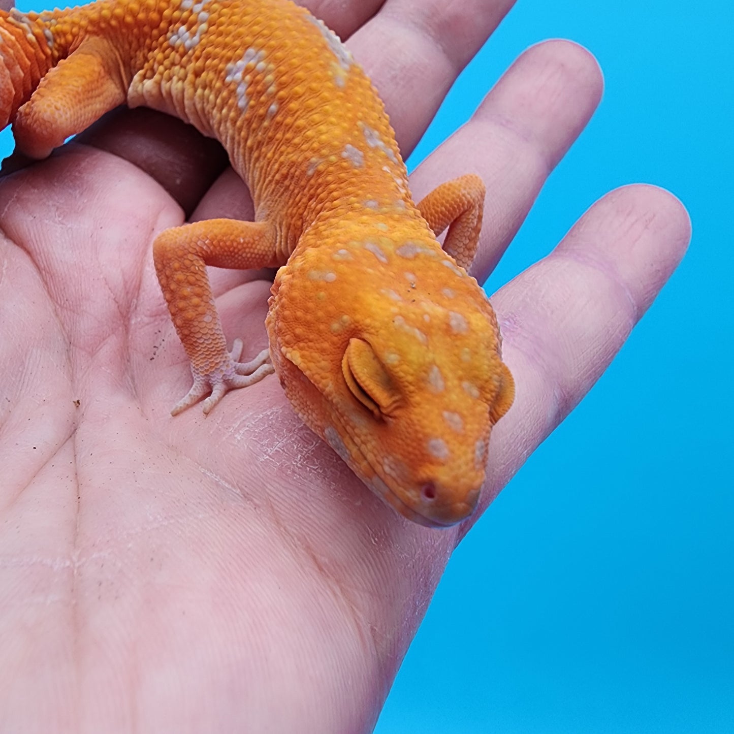 Female Mandarin Inferno Tremper Albino