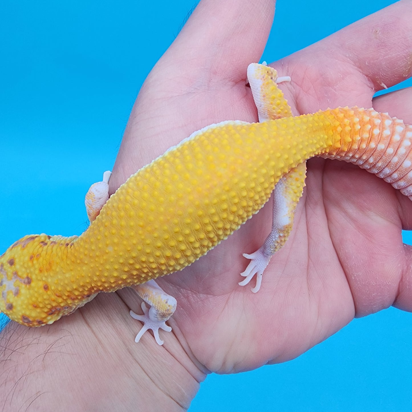 Male Super Giant Blood RADAR (75% shaded eyes, PIED feet/head)