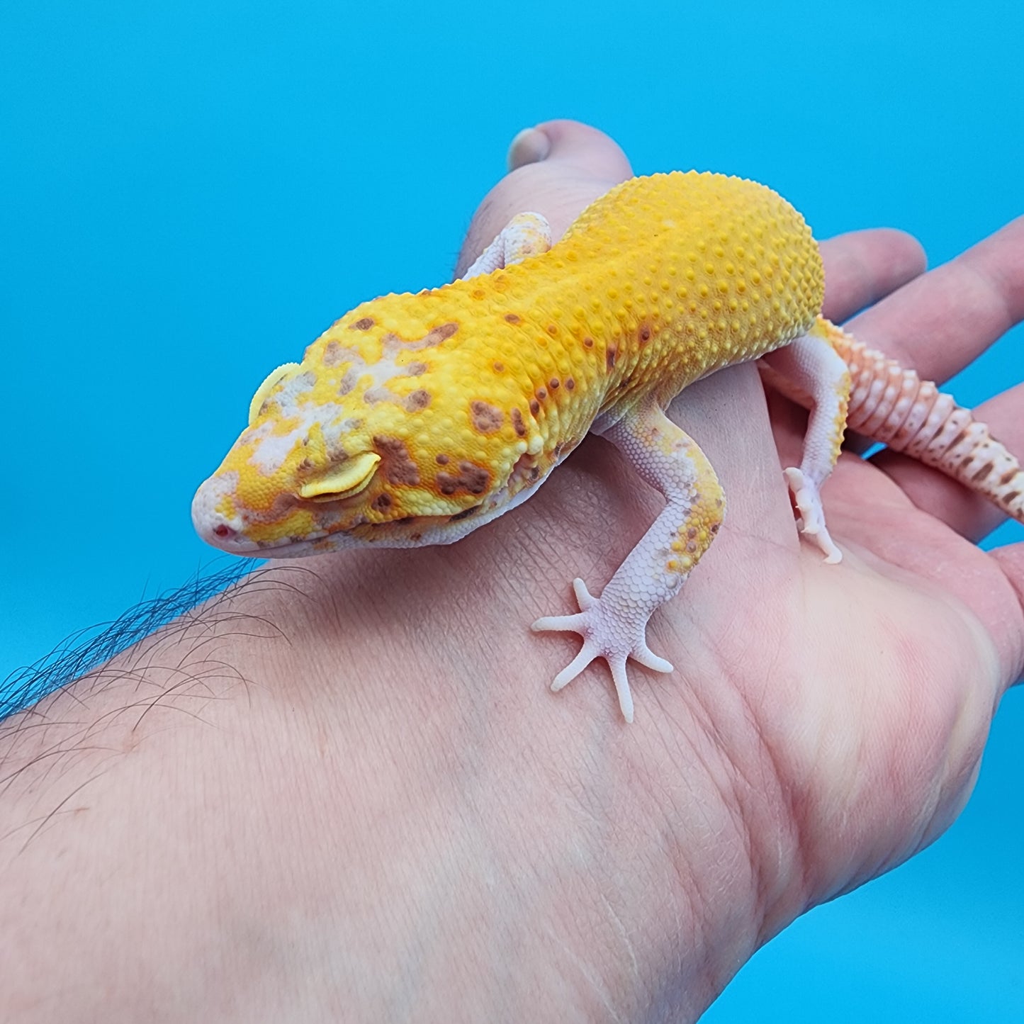 Male Super Giant Blood RADAR (75% shaded eyes, PIED feet/head)