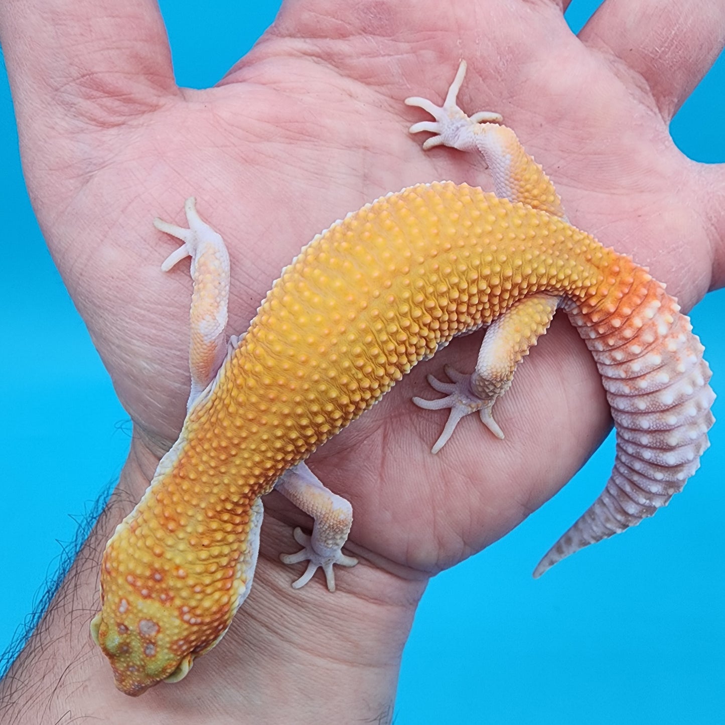 Female Mandarin Inferno RAPTOR (partial eye shading variant)