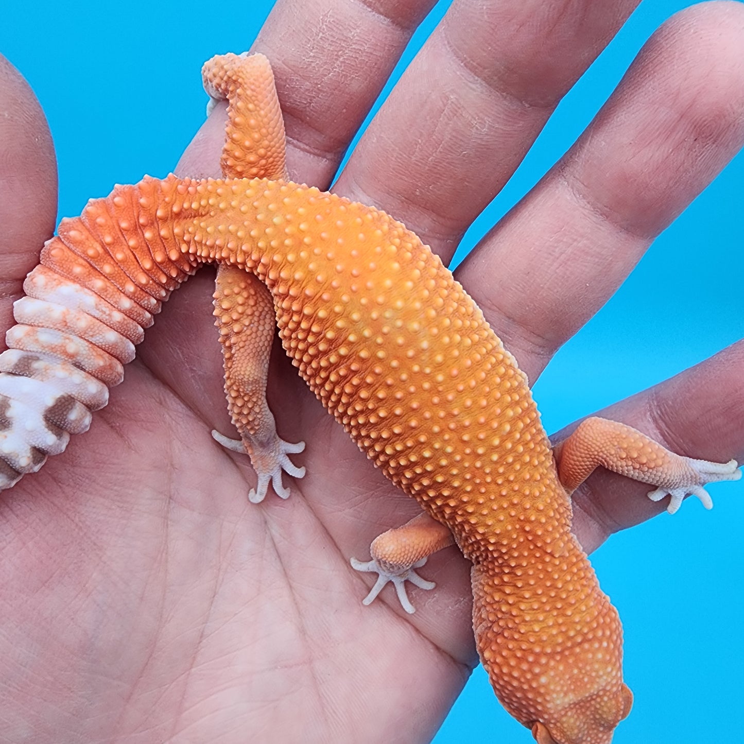 Female Mandarin Inferno Super Hypo Tremper Albino