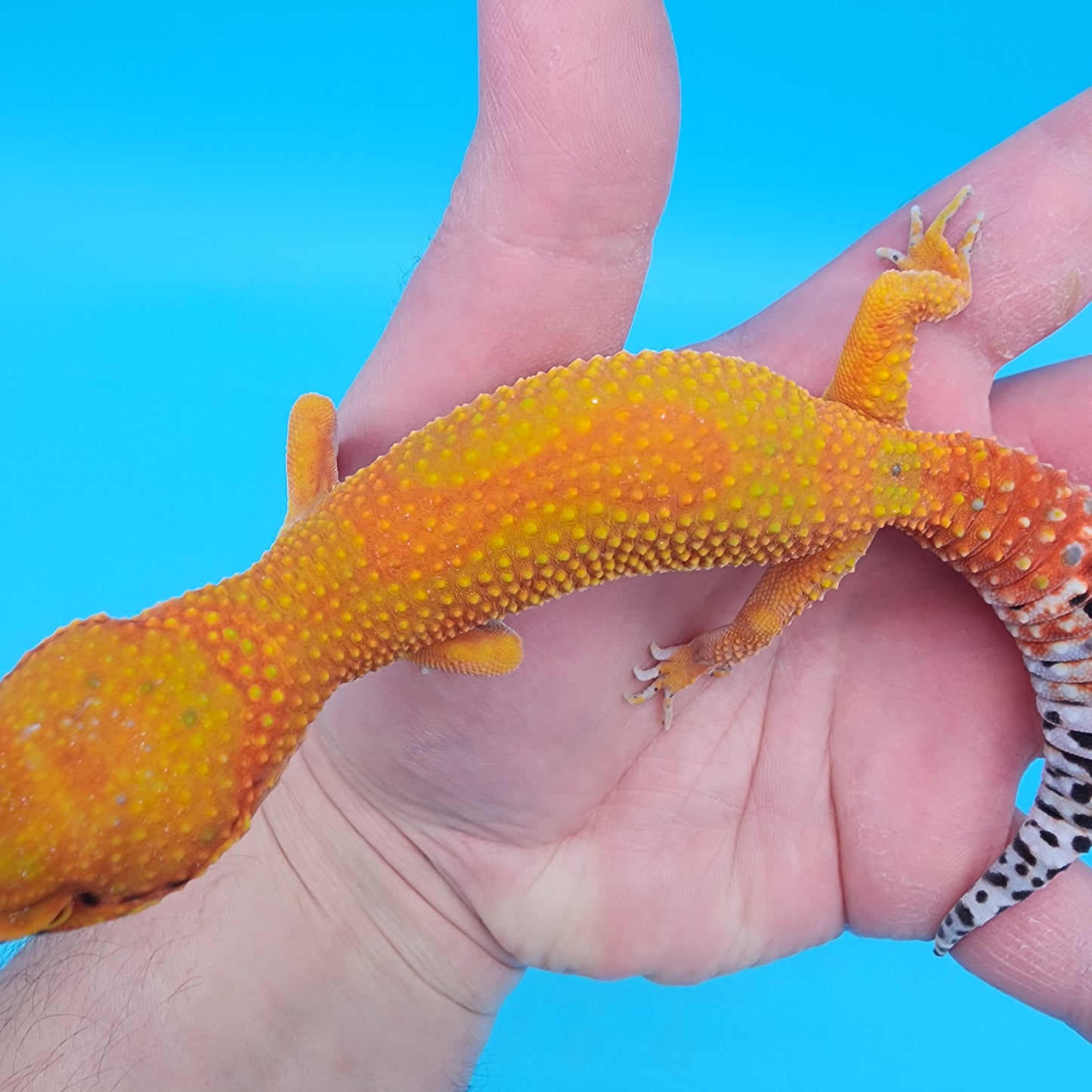 Female Giant Mandarin Inferno Blood Super Hypo Emerine