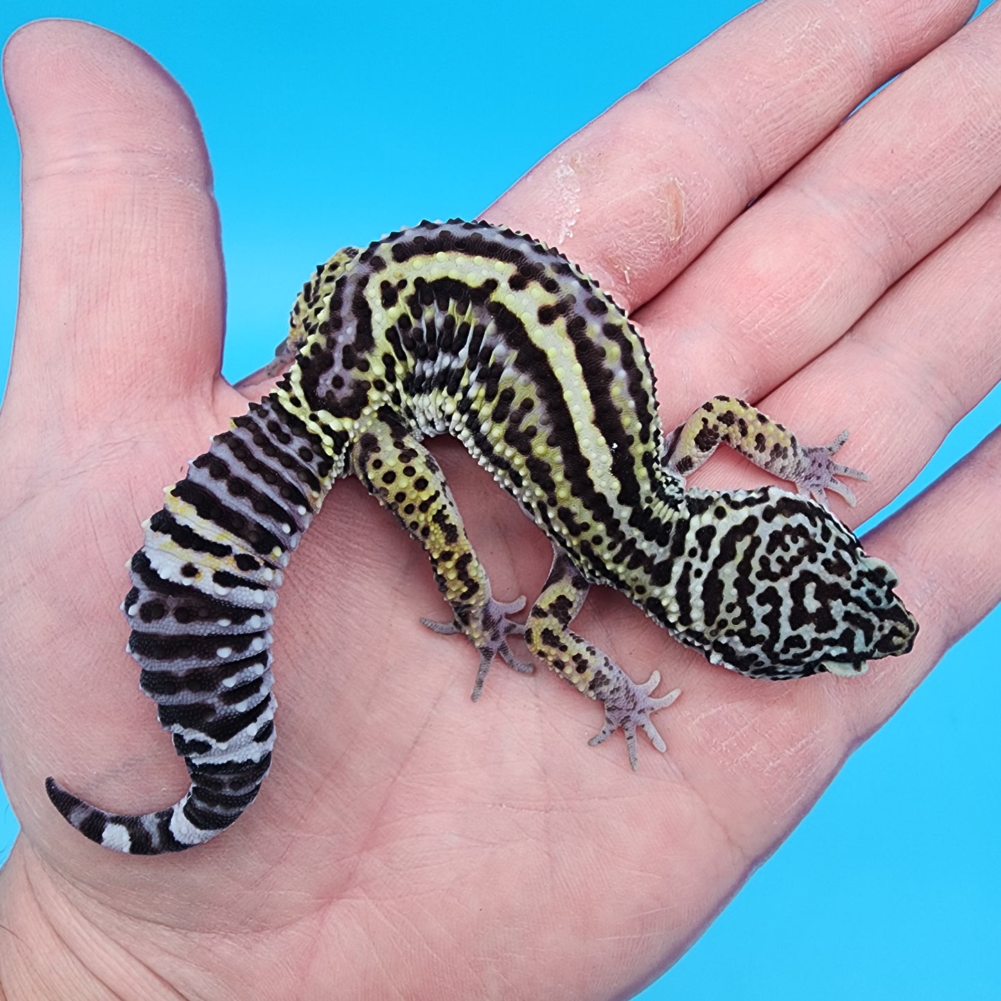 Female 75% Black Night 25% Afghanicus (D-Tier)