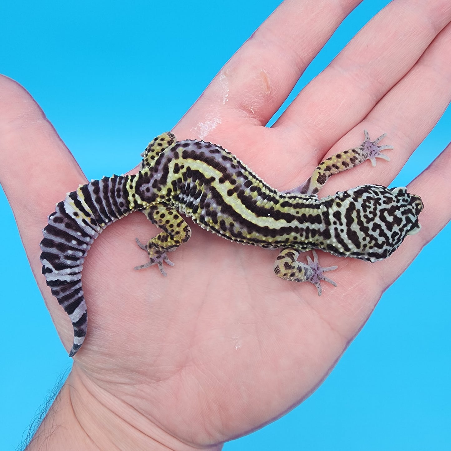 Female 75% Black Night 25% Afghanicus (D-Tier)