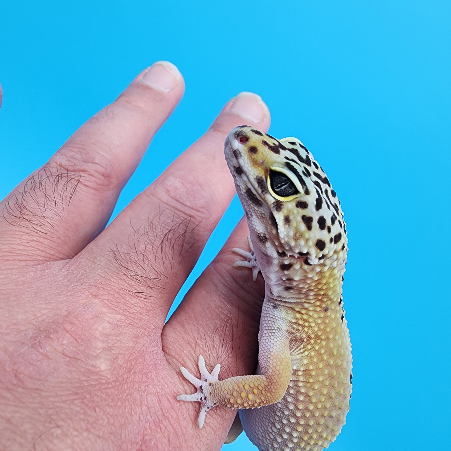 Female 50% Black Night 50% Tangerine Tornado (D-Tier)