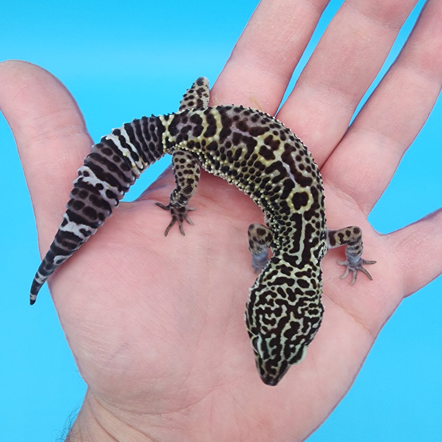 Female 75% Black Night 25% Afghanicus (C-Tier)