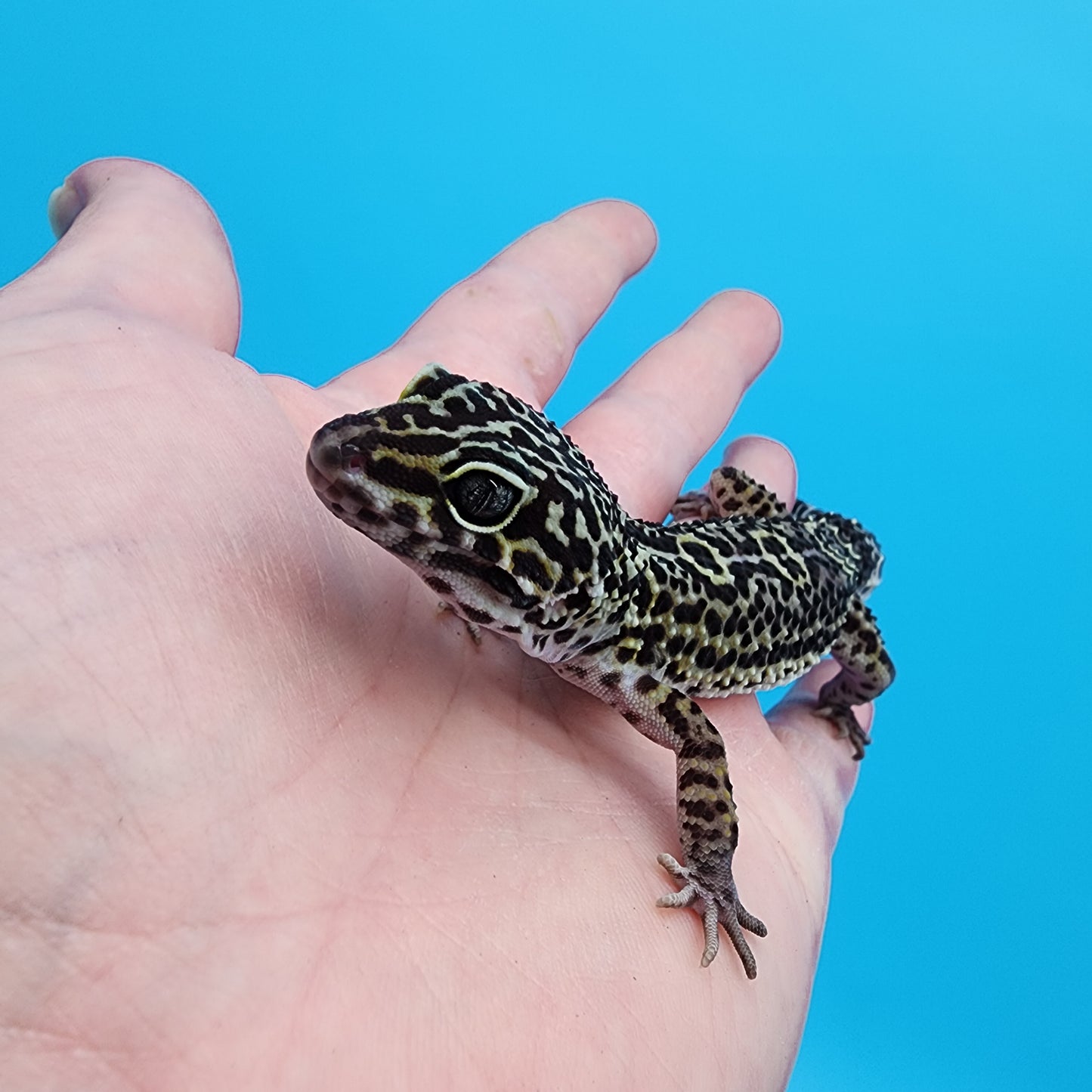 Female 75% Black Night 25% Afghanicus (C-Tier)