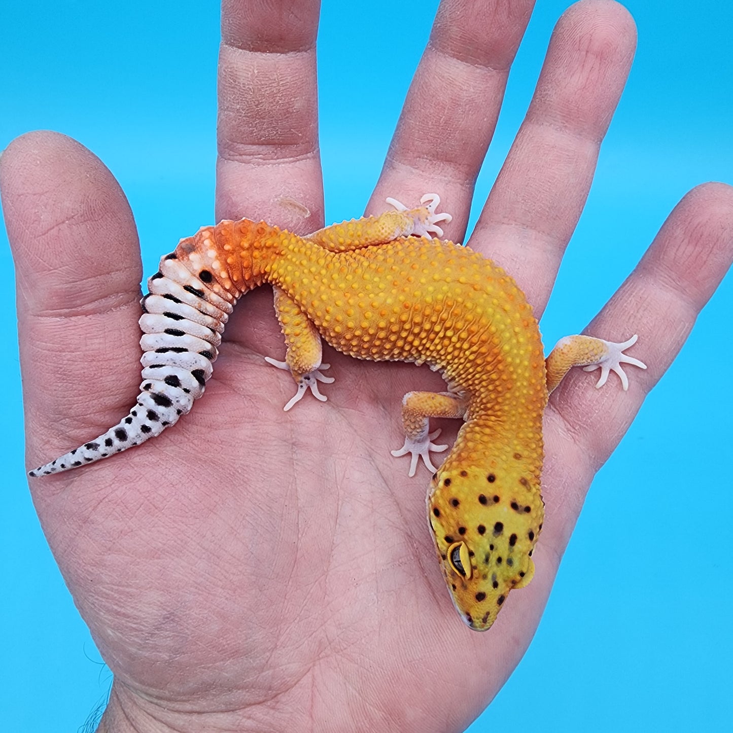 Female Clown Inferno Eclipse