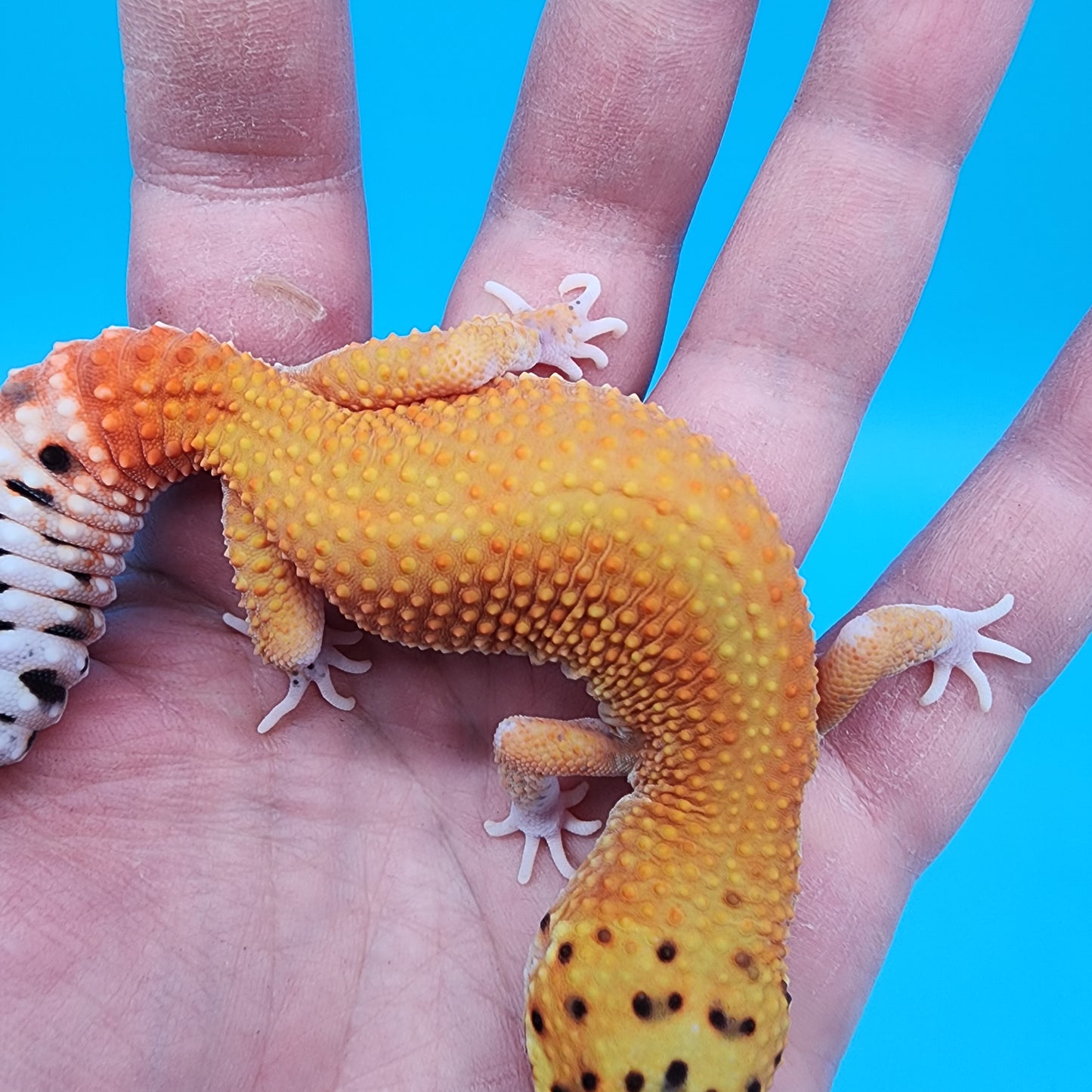 Female Clown Inferno Eclipse