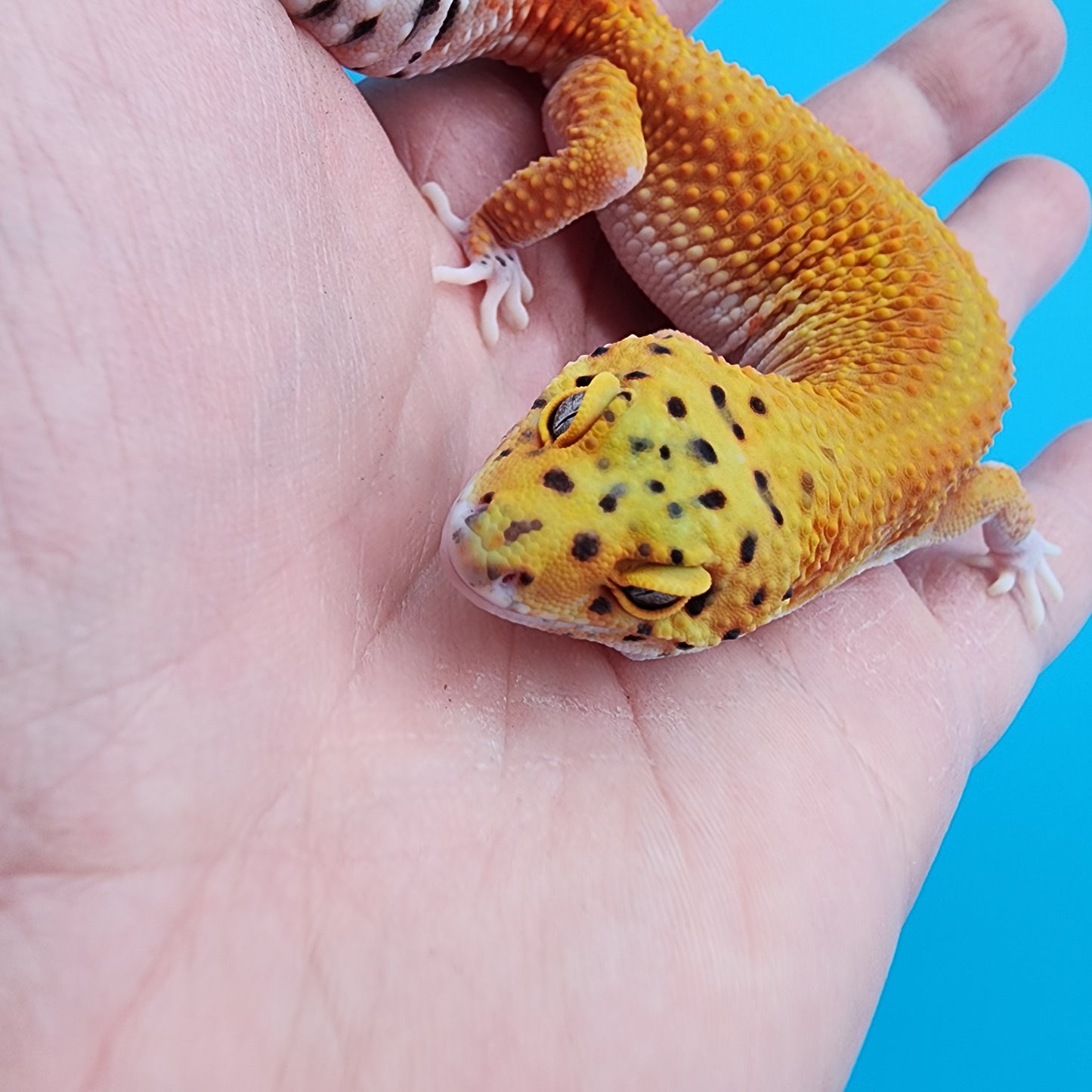Female Clown Inferno Eclipse