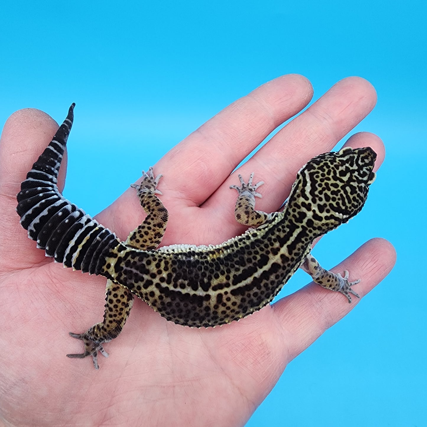 Female Black Night (B-Tier)