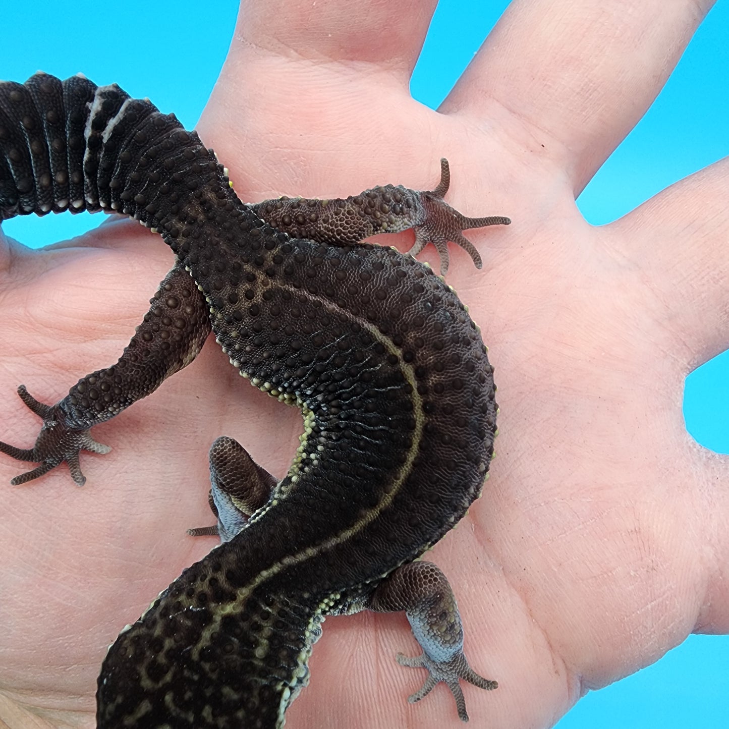 Female Black Night (S-Tier)