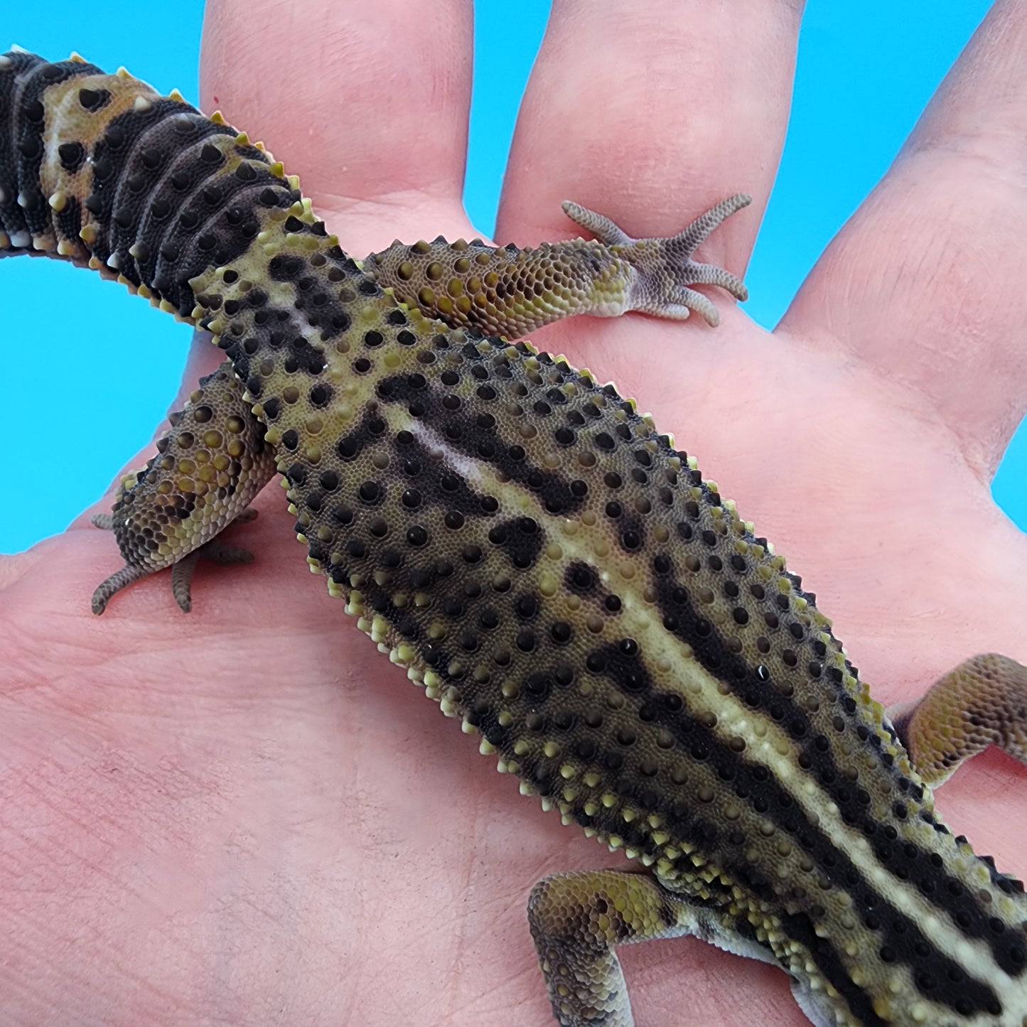 Male Black Night (C-Tier) *See Description*