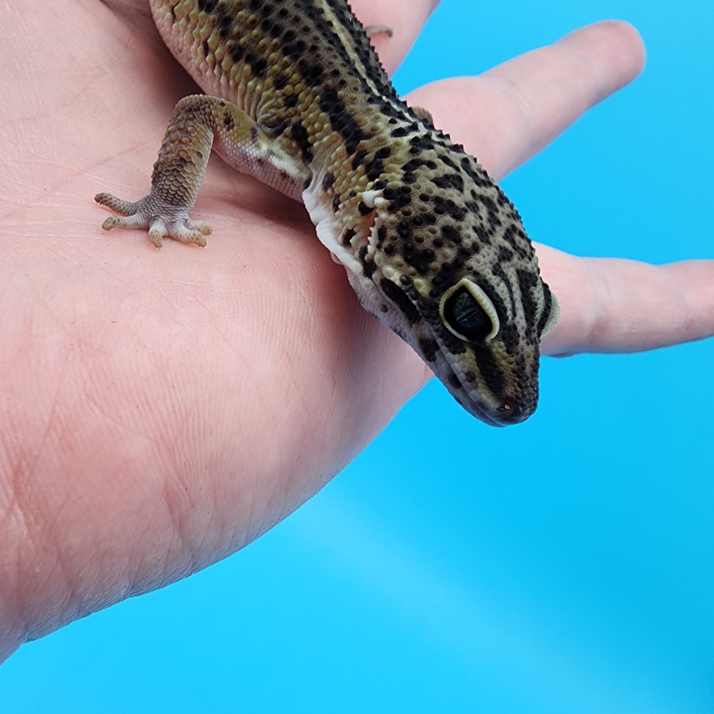Male Black Night (C-Tier) *See Description*