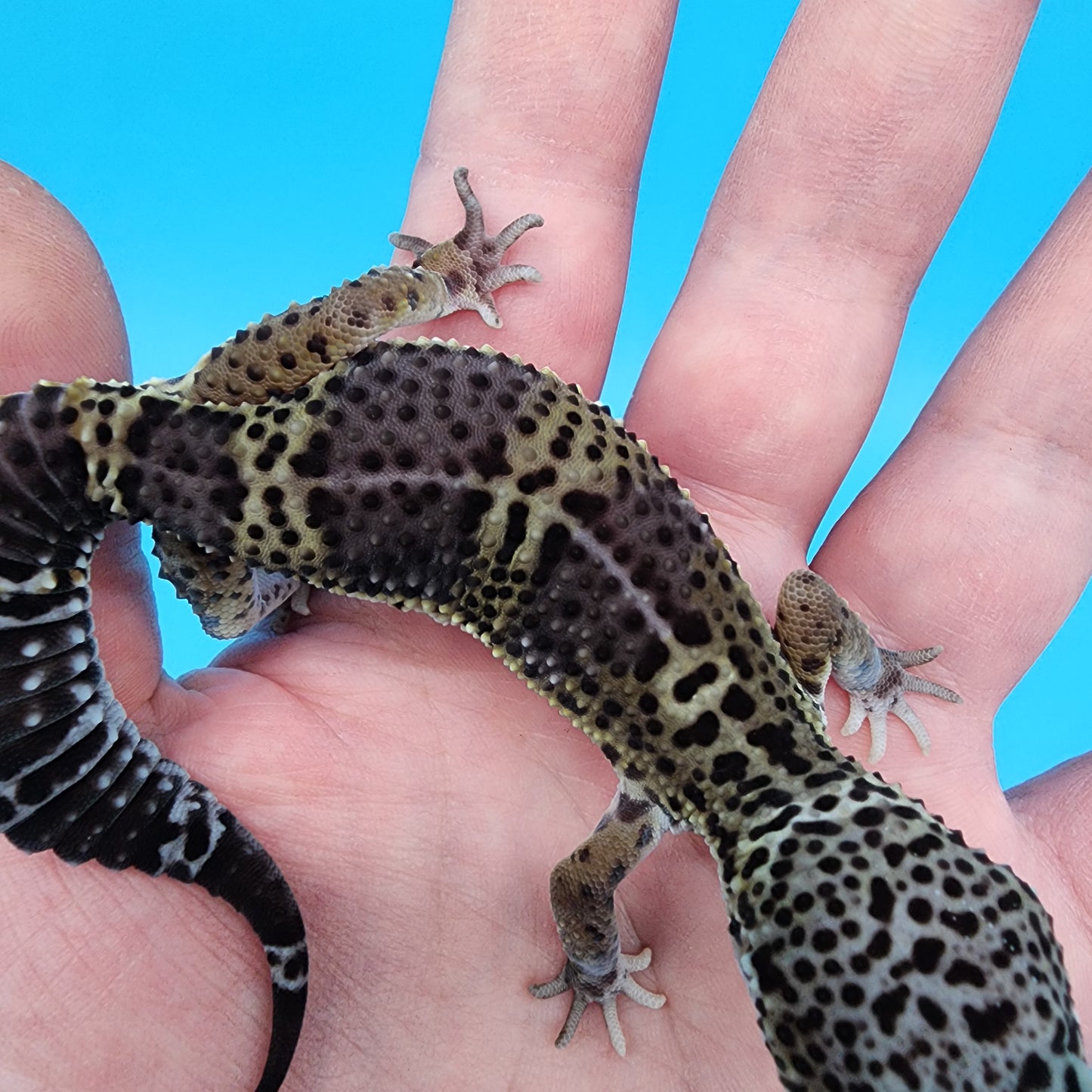 Male Black Night (B-Tier)