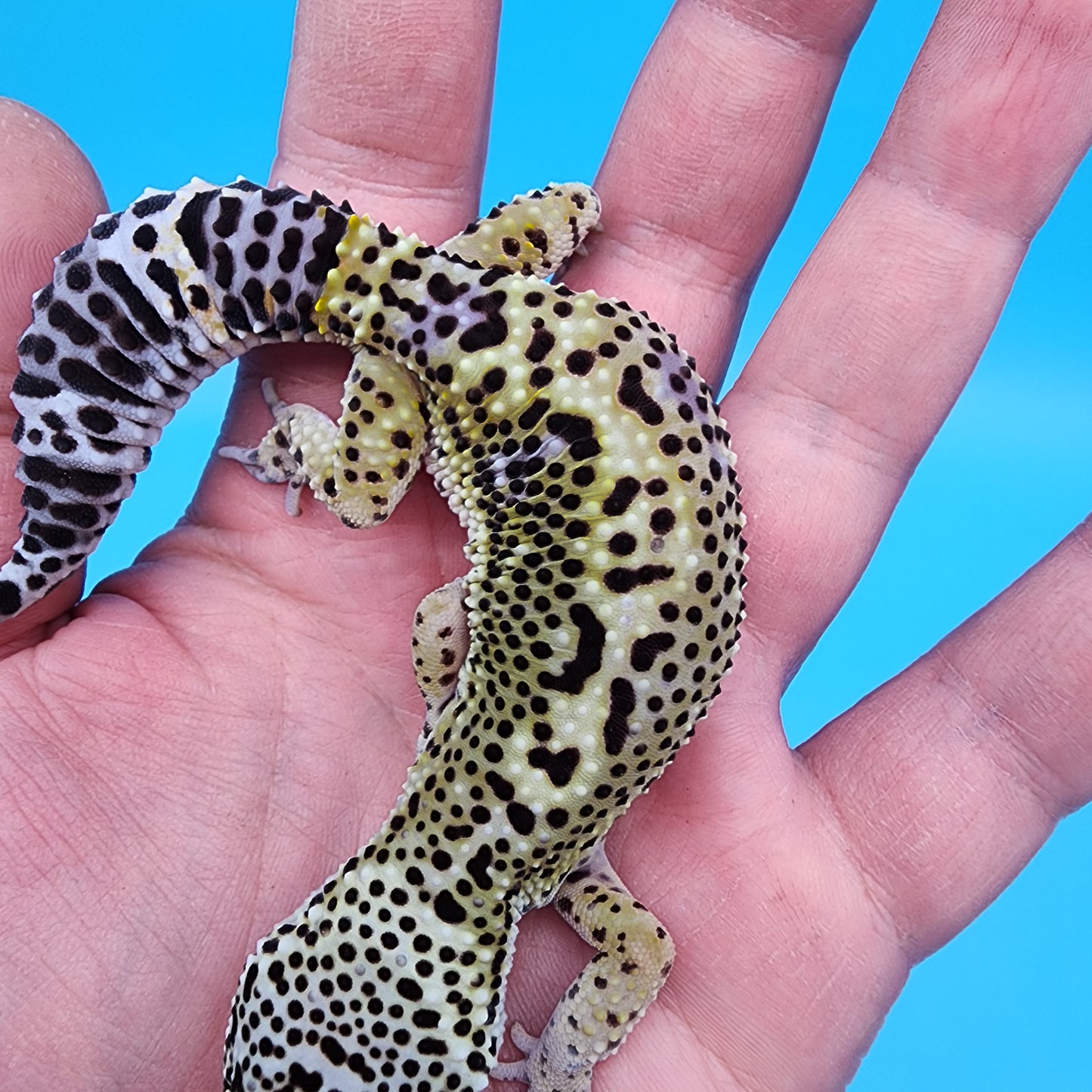 Female Black Night (D-Tier)