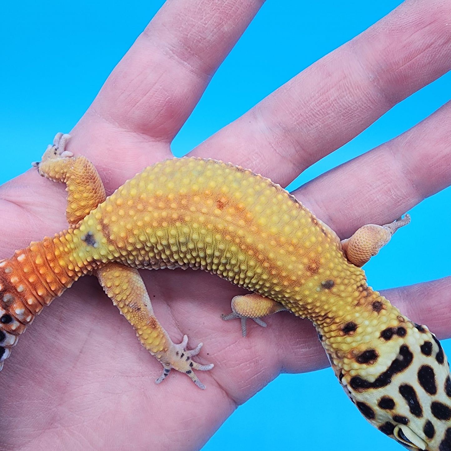 Male Super Giant Blood Emerine Red Stripe 100% het RADAR