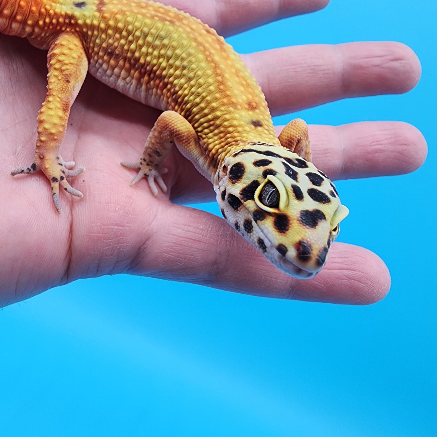 Male Super Giant Blood Emerine Red Stripe 100% het RADAR