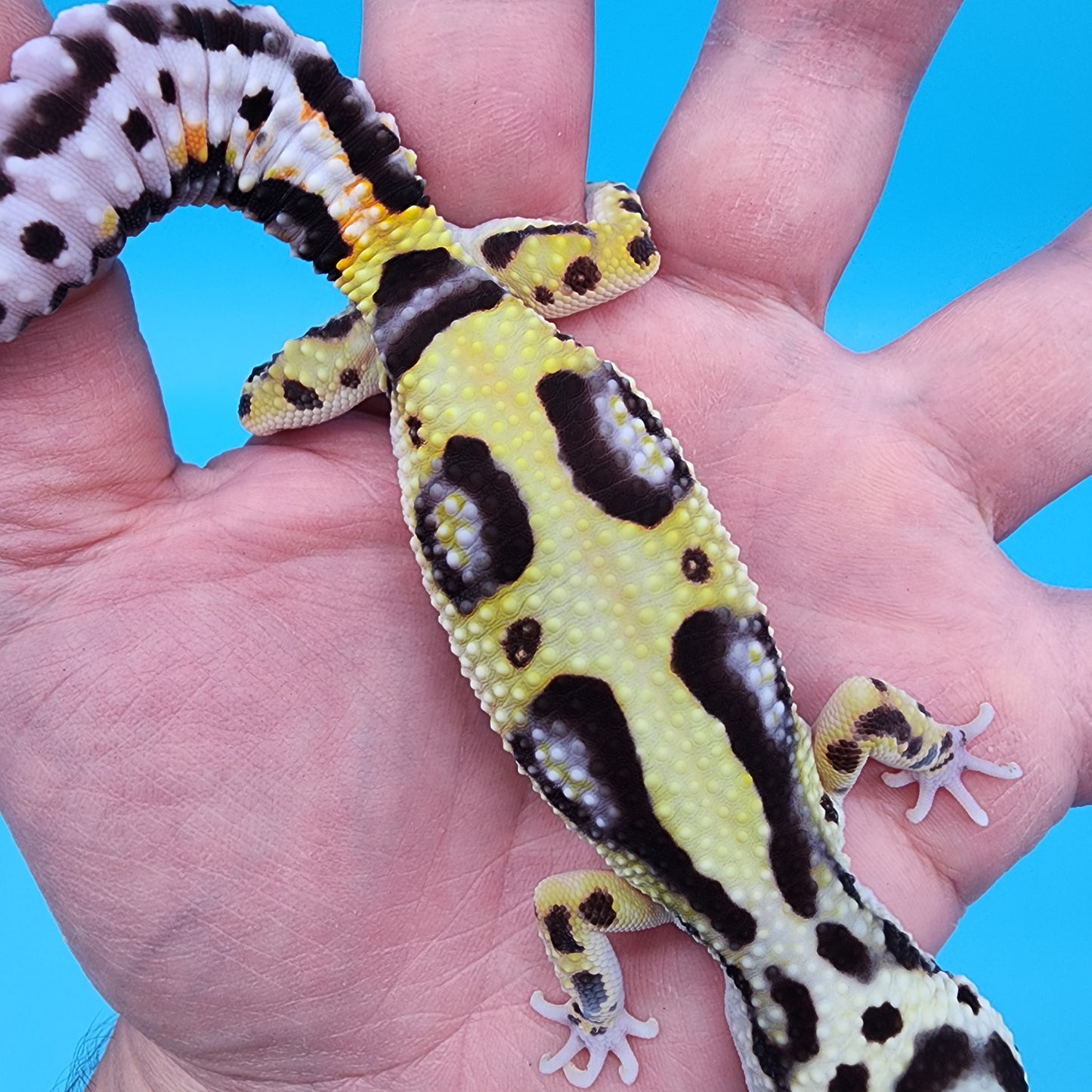 Female Hyper Xanthic Halloween Mask Bold Bandit