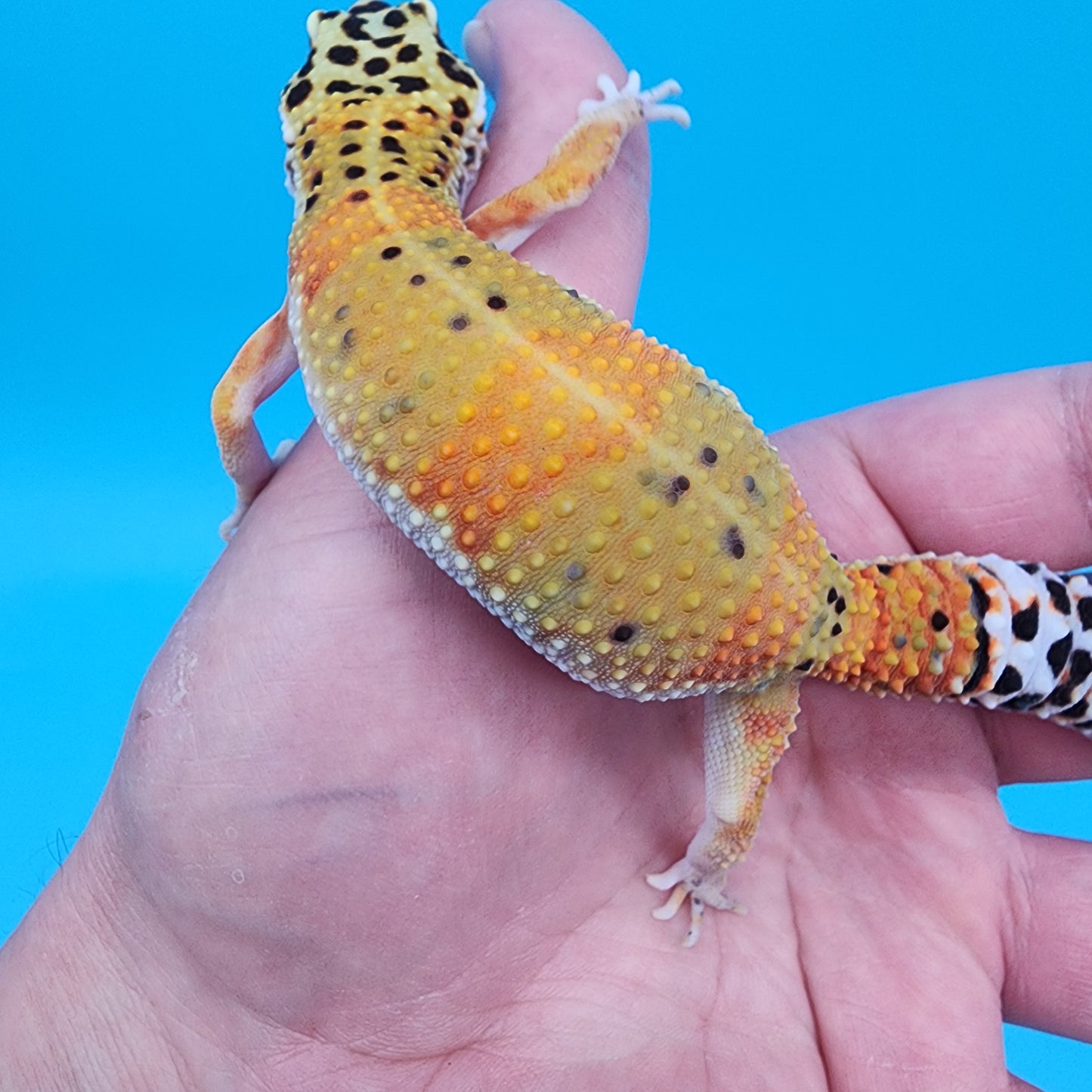 Female Mandarin Inferno Fire Bold Cross Emerine 100% het Tremper Albino Pos het Cipher