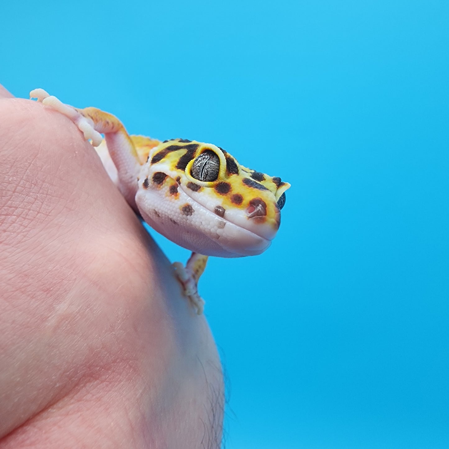 Female Mandarin Inferno Fire Bold Cross Emerine 100% het Tremper Albino Pos het Cipher