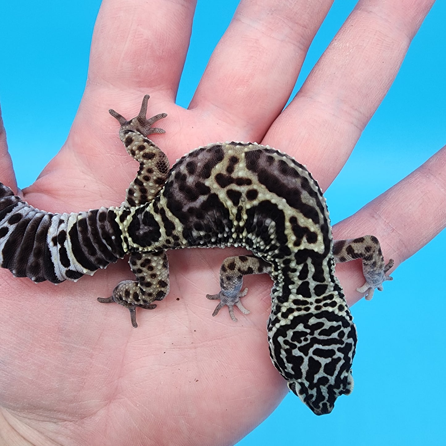 Female 75% Black Night, 25% Afghanicus (B-Tier)