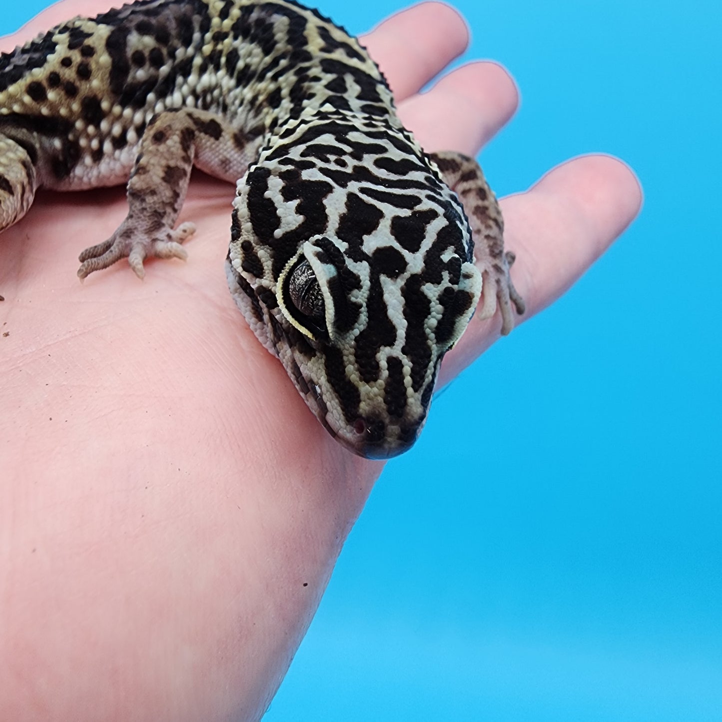 Female 75% Black Night, 25% Afghanicus (B-Tier)