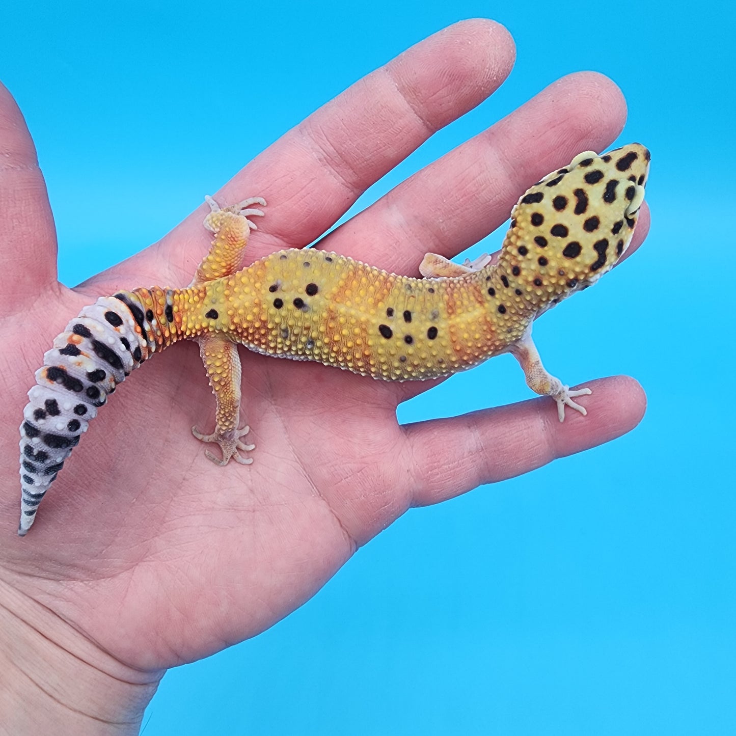 Female Mandarin Inferno Fire Bold Cross Emerine 100% het Tremper Albino Pos het Cipher