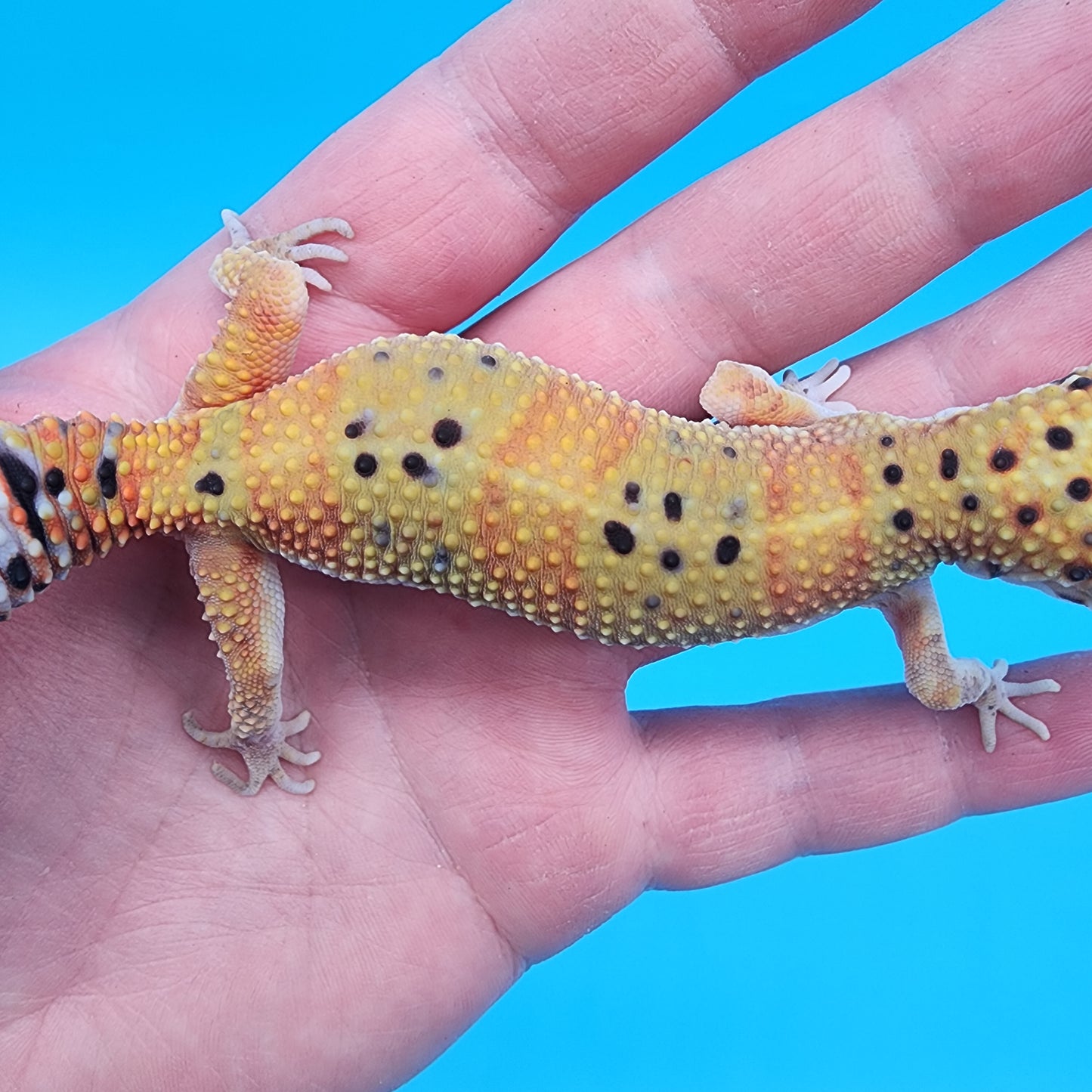 Female Mandarin Inferno Fire Bold Cross Emerine 100% het Tremper Albino Pos het Cipher