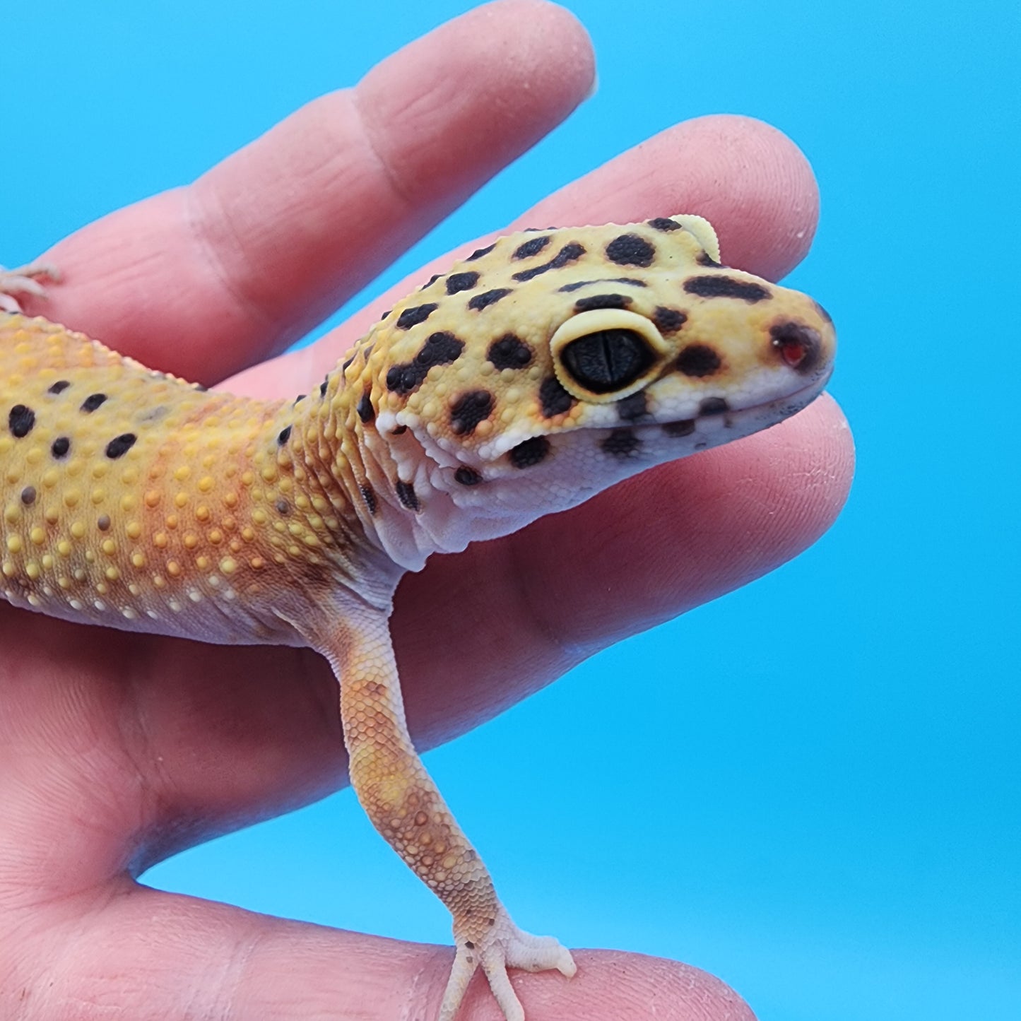 Female Mandarin Inferno Fire Bold Cross Emerine 100% het Tremper Albino Pos het Cipher