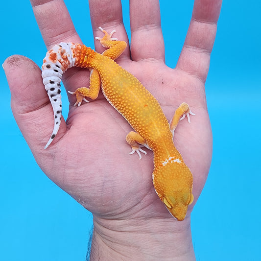 Female Mandarin Inferno Bold Super Hypo Pos. W&Y (pet; slightly bowed legs, minor issue)
