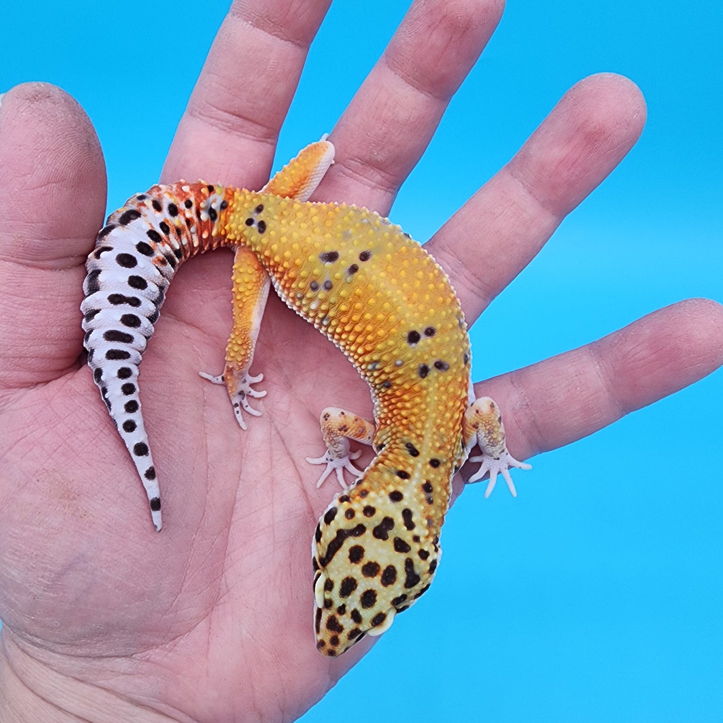 Female Mandarin Inferno Fire Bold Cross Emerine 100% het Tremper Albino Pos het Cipher