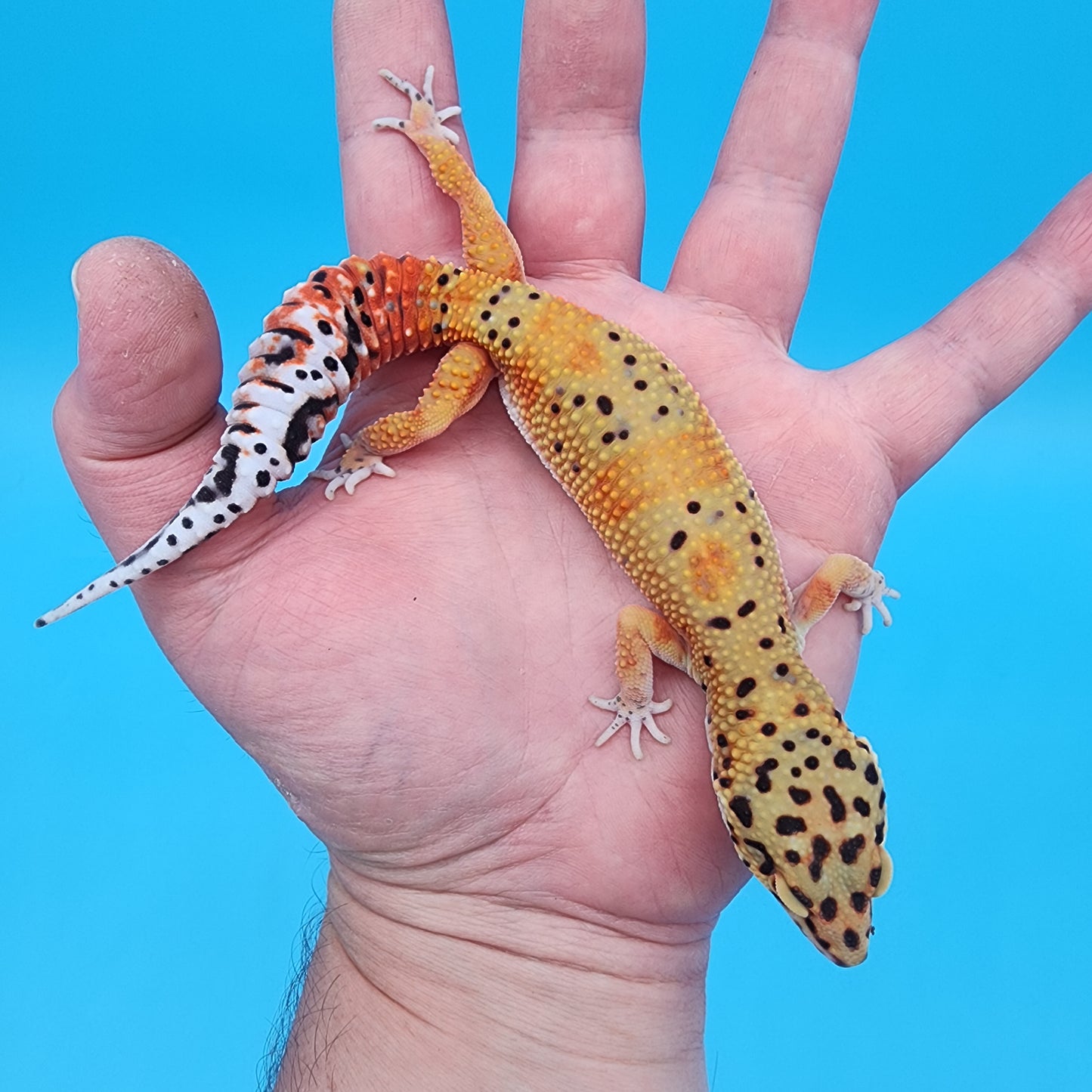 Female Red Diamond Mandarin Inferno Emerine